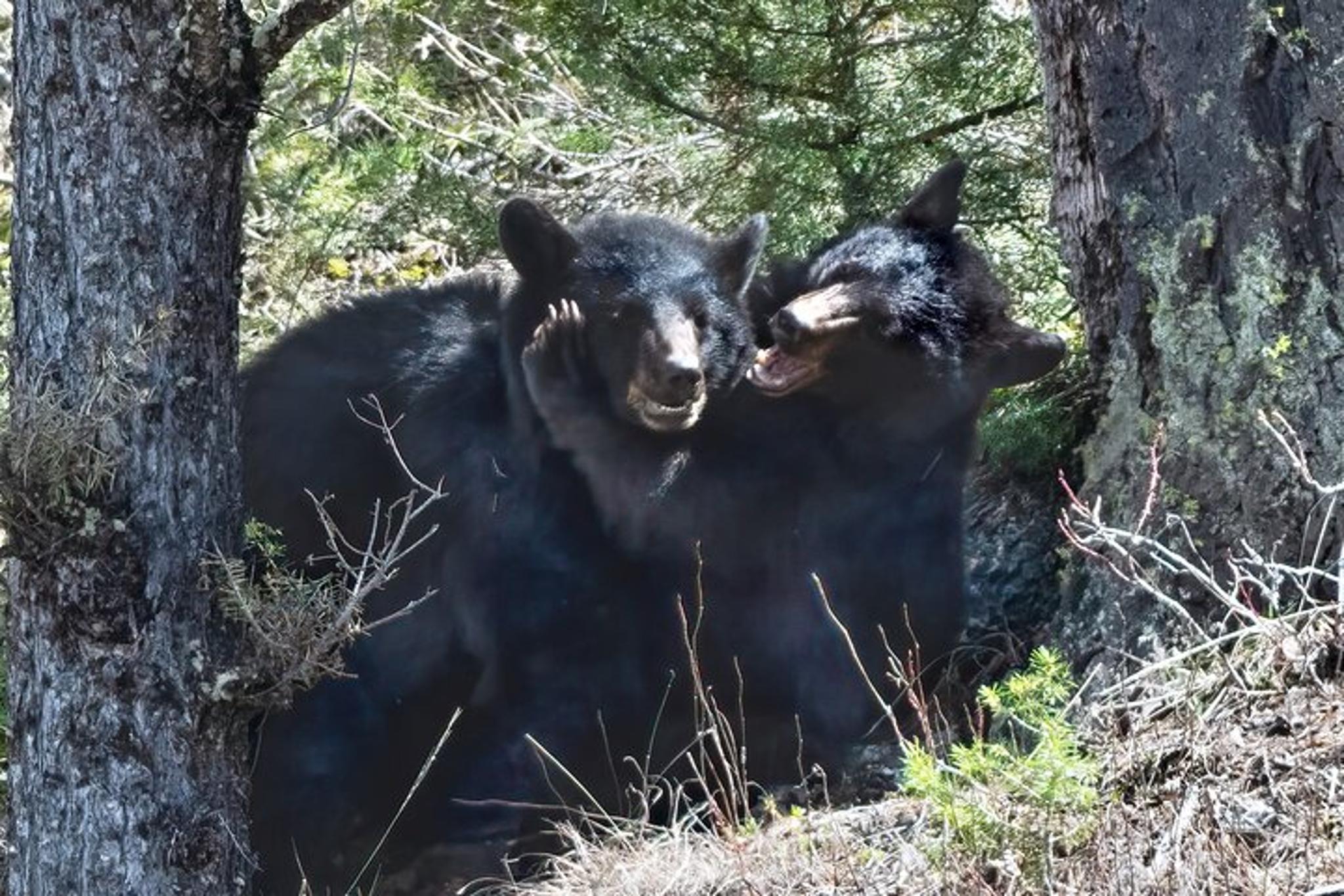 Bozeman Private Lamar Wildlife Safari