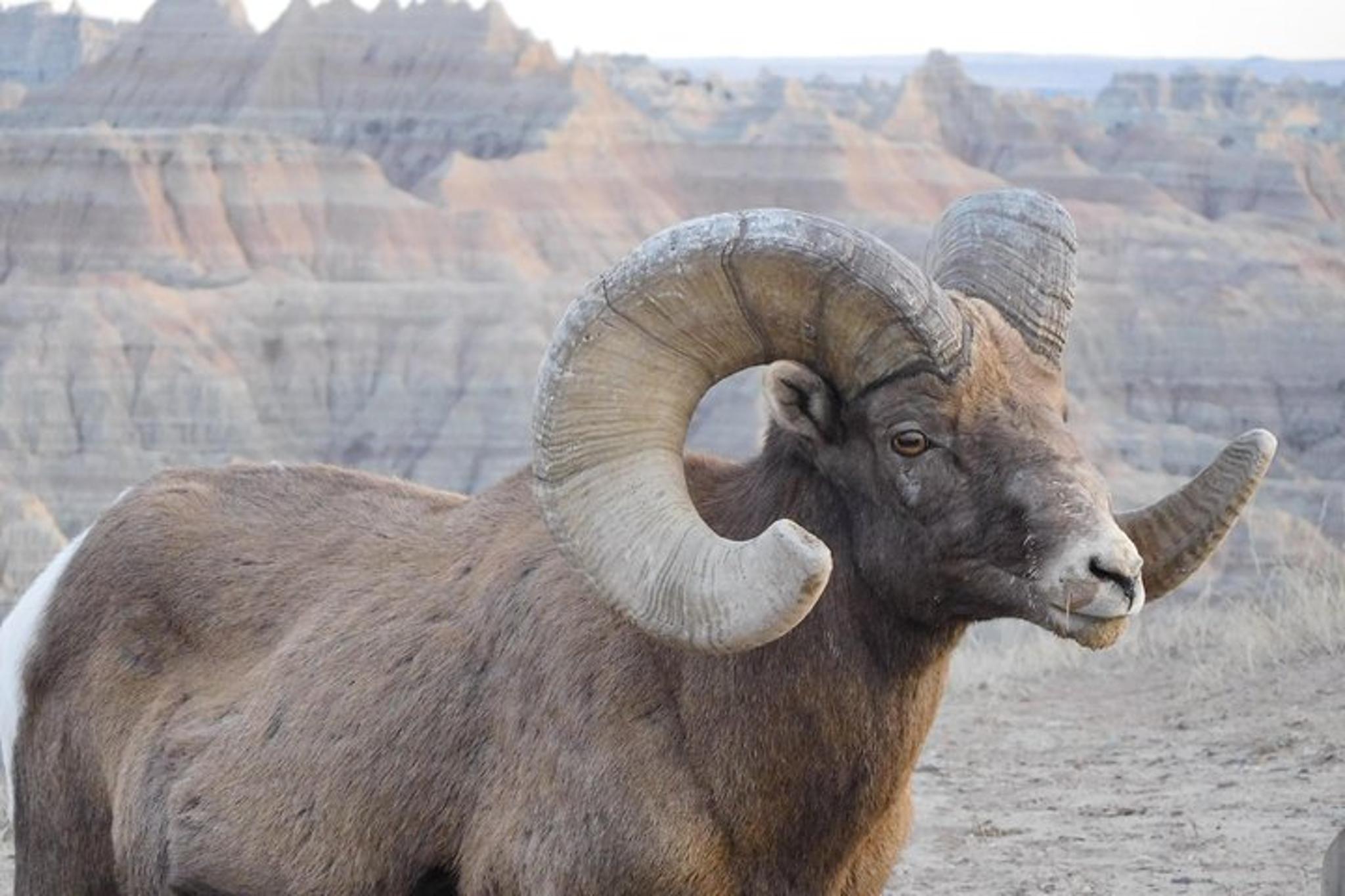 Badlands Private Tour with Local Experts 5 hr