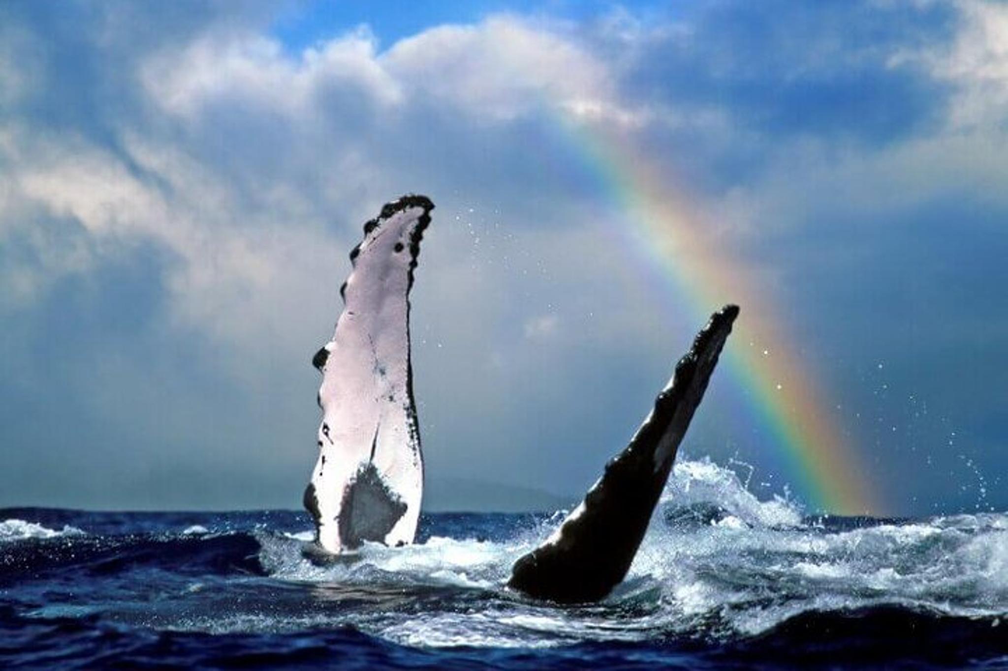 Poipu Sea Kayak Tour with Snorkeling - Image 1