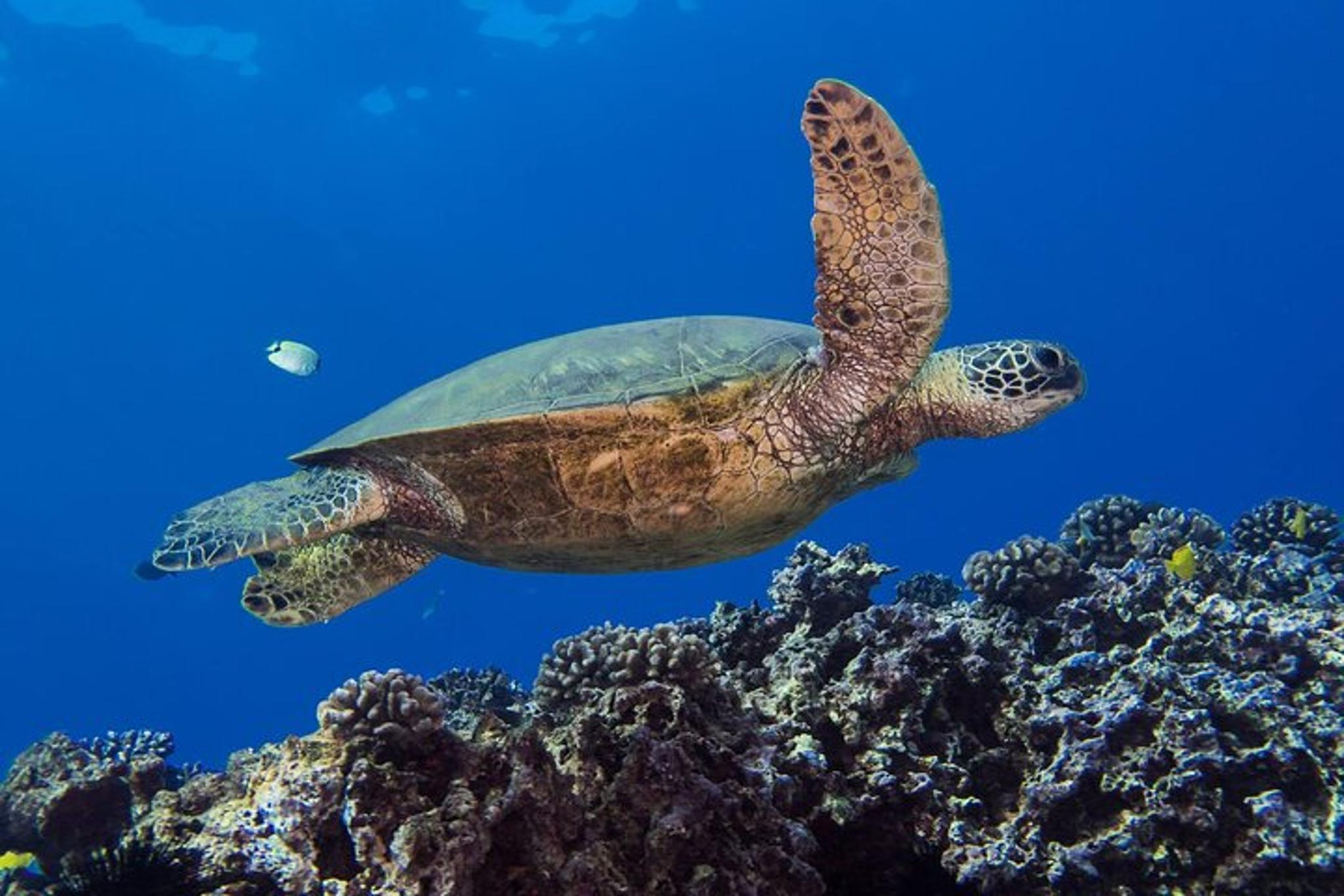 Honolulu Introductory Scuba Dive - Image 6