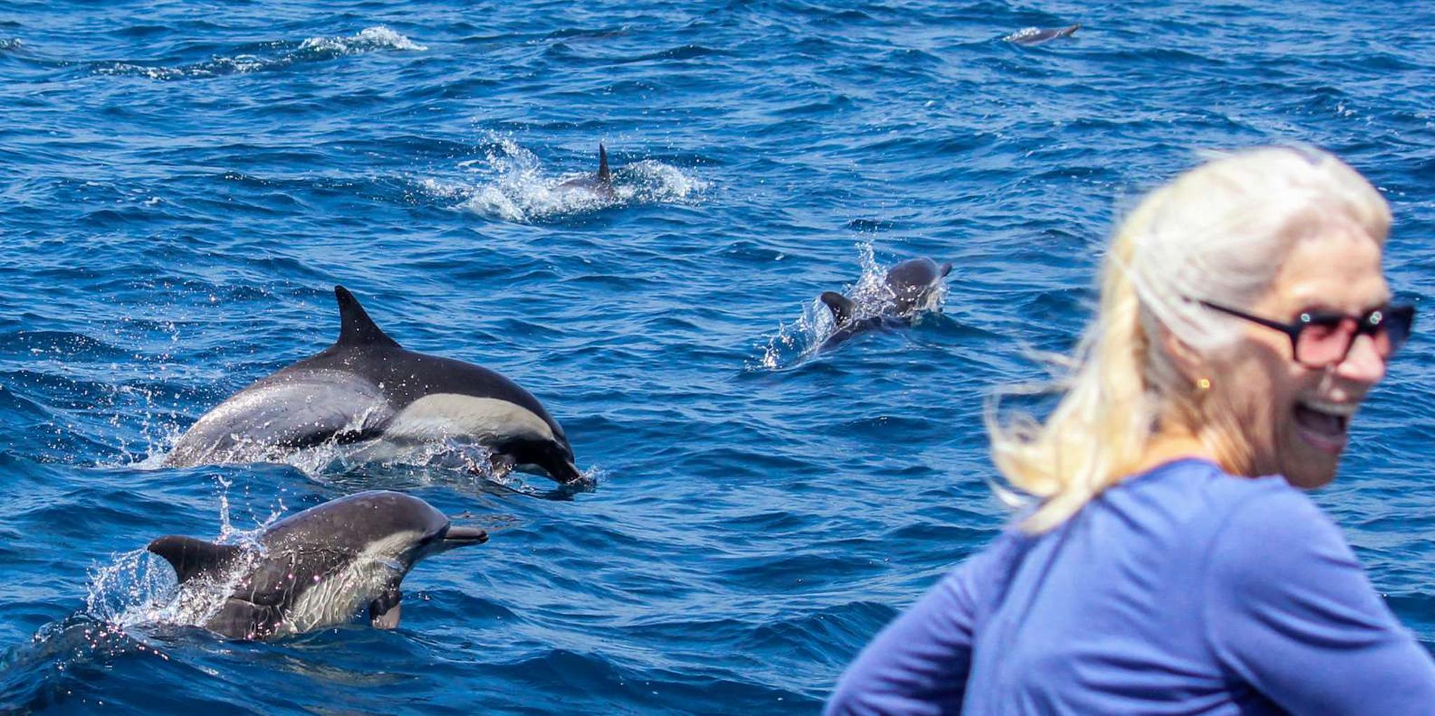 Dana Point Dolphin & Whale Watching with Underwater Viewing - Image 4