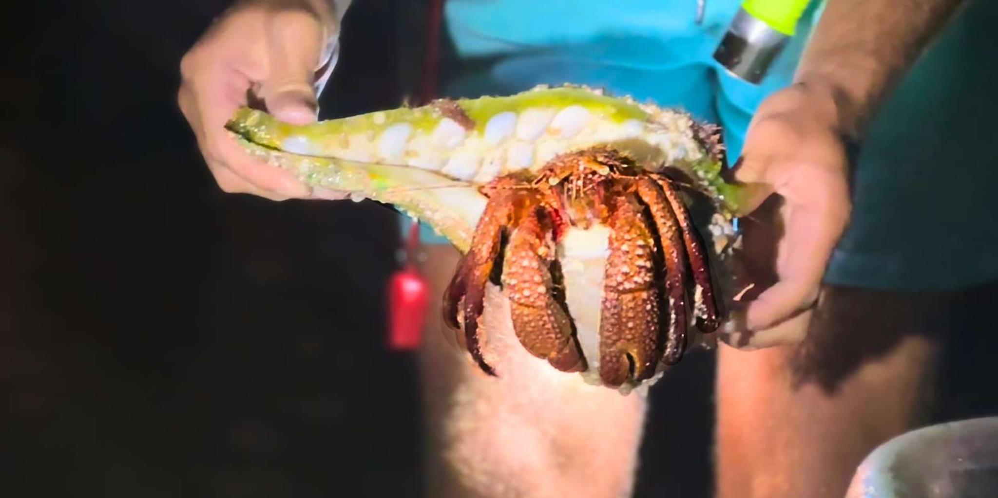 Sarasota Clear Kayak LED Night Tour - Image 5