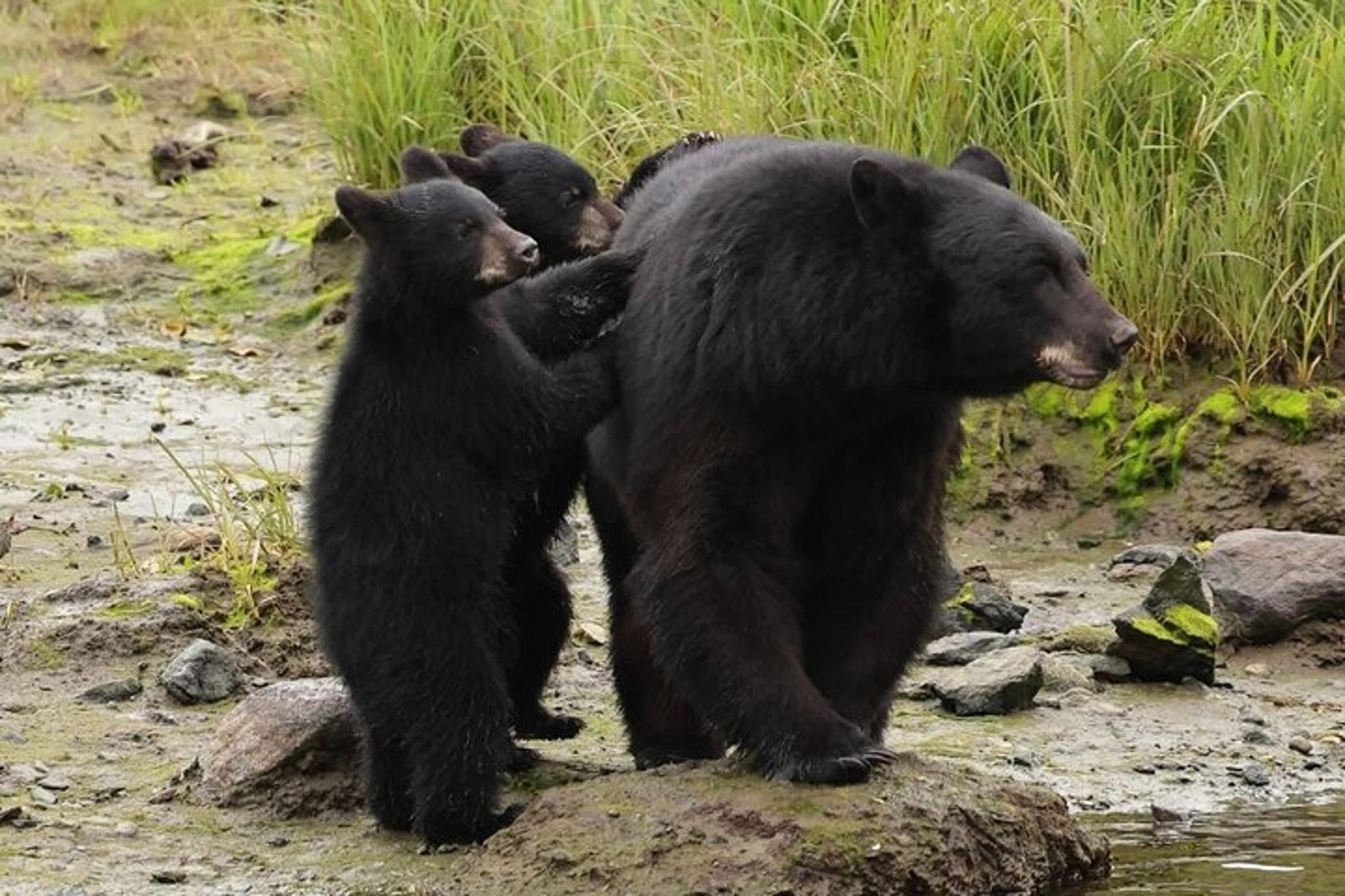 Ketchikan Wildlife Safari and Sightseeing Tour 2.5 hr - Image 4