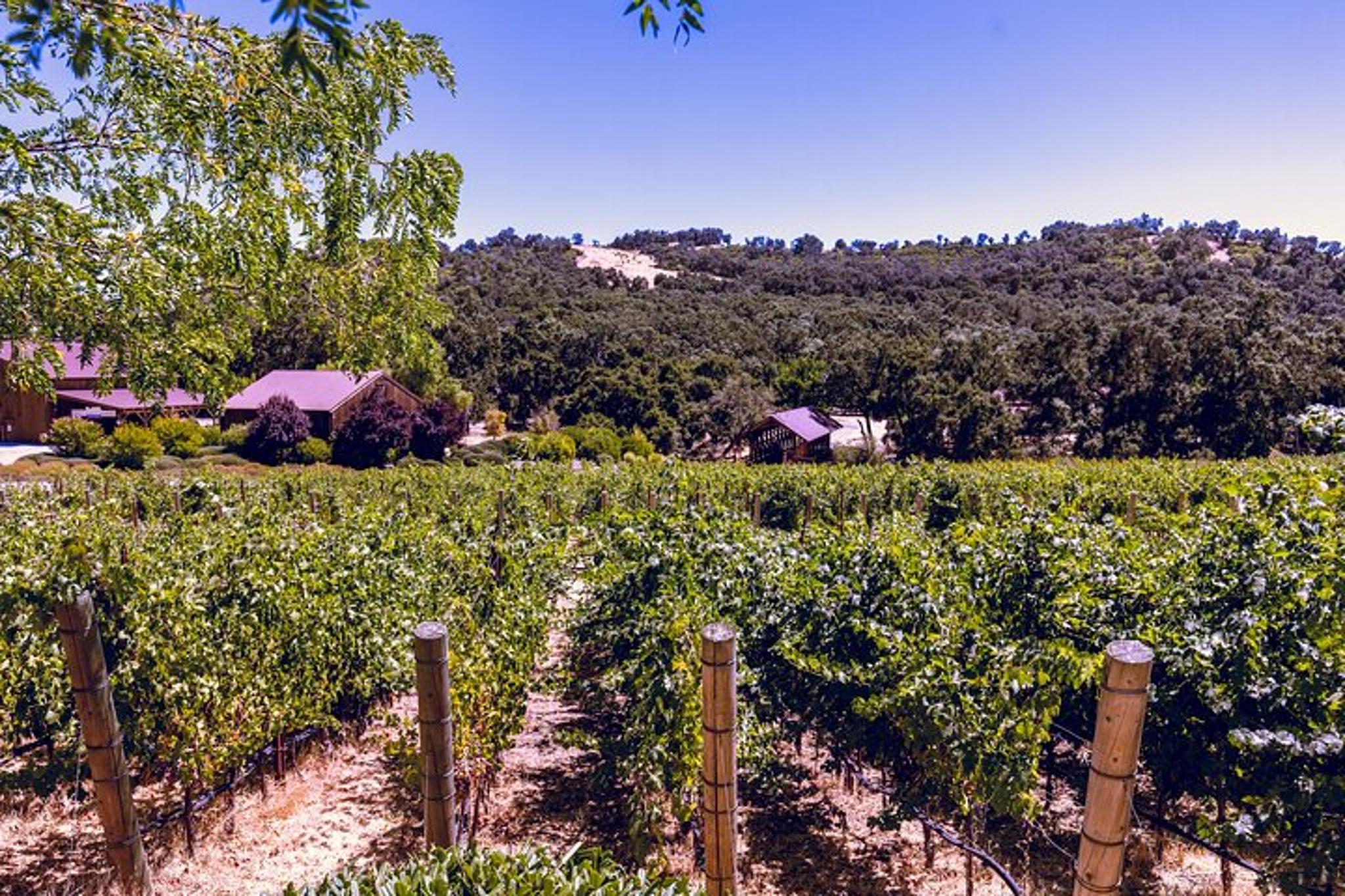 Paso Robles Private Wine Tour 5 hr - Image 3