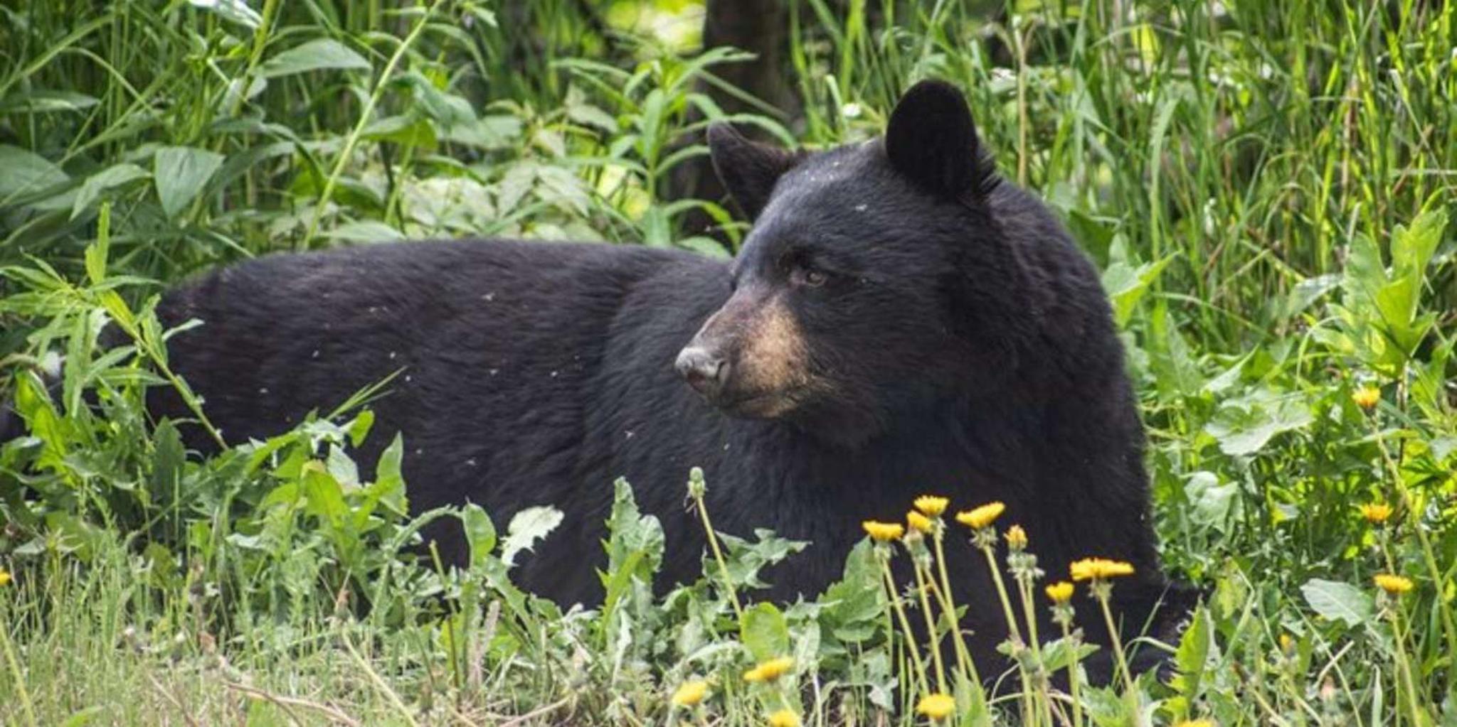 Anchorage Wildlife Tour and Cruise Transfer - Image 4