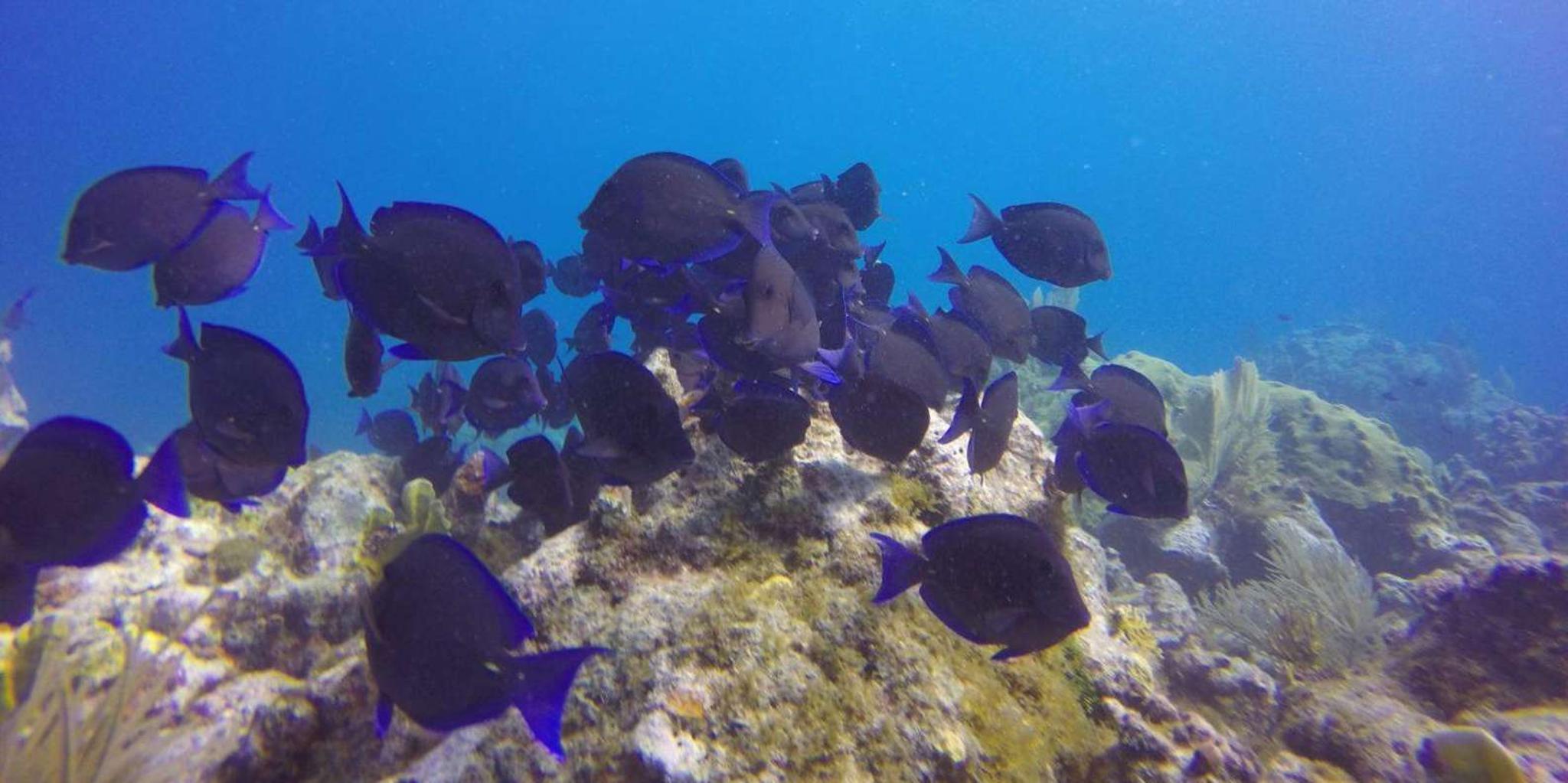 Key Largo Spiegel Grove Wreck Dive - Image 5