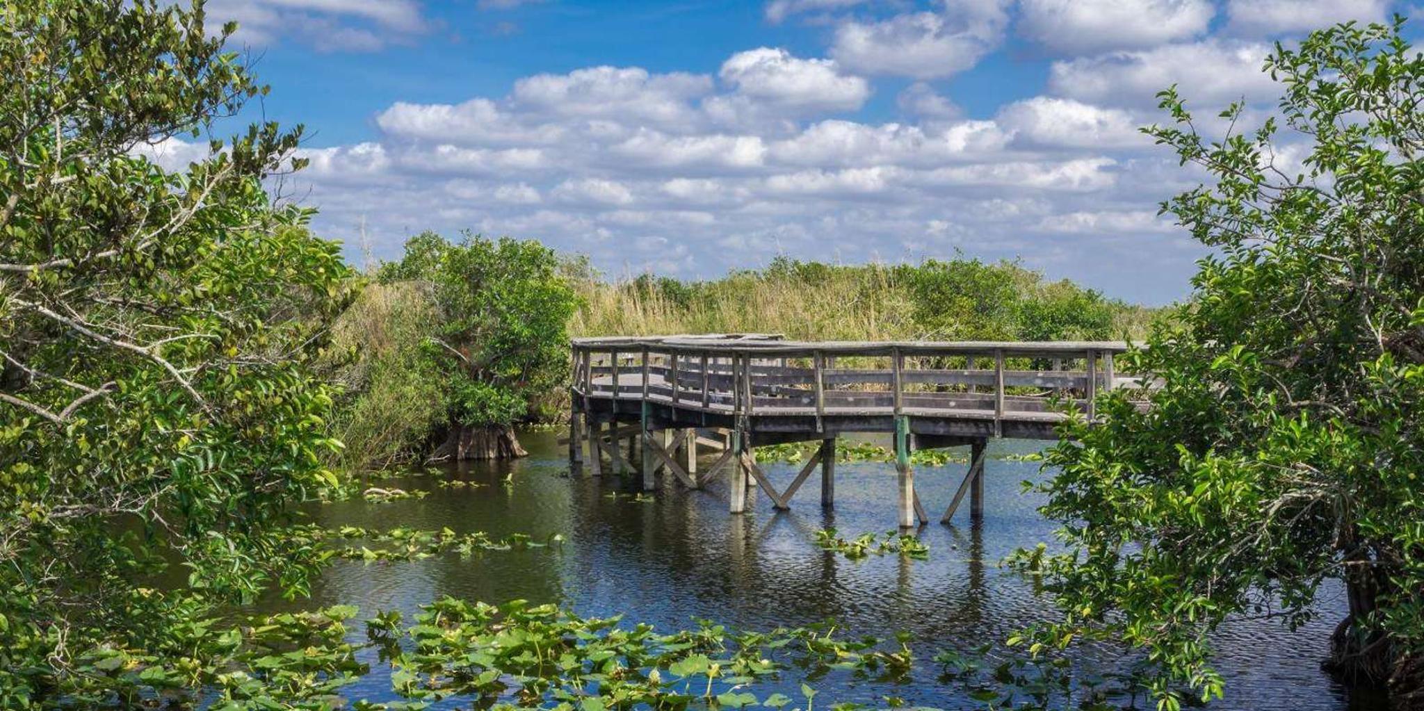 Miami Everglades Private Tour 4 hr - Image 4