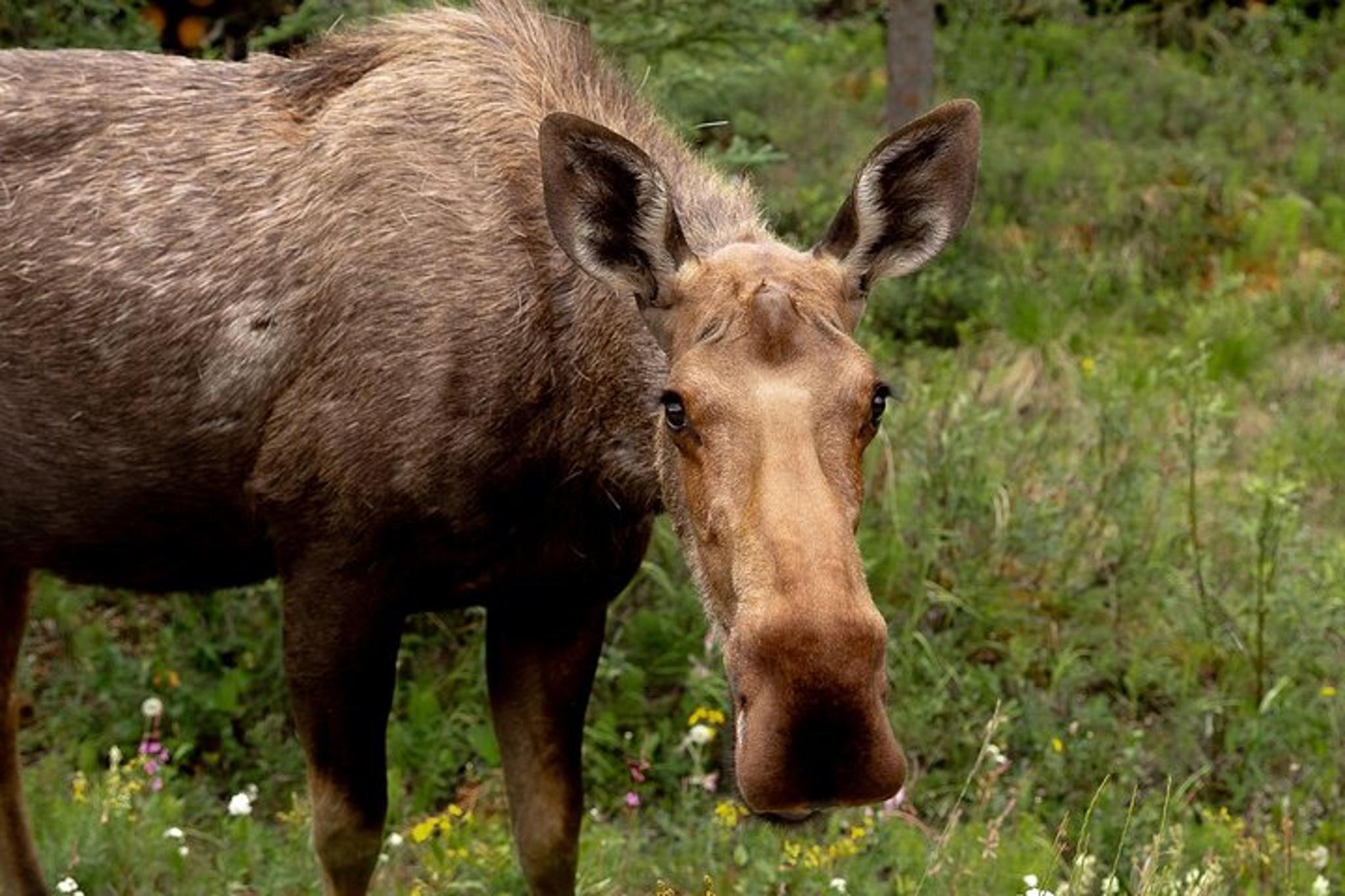 Denali Sightseeing Package - Image 5