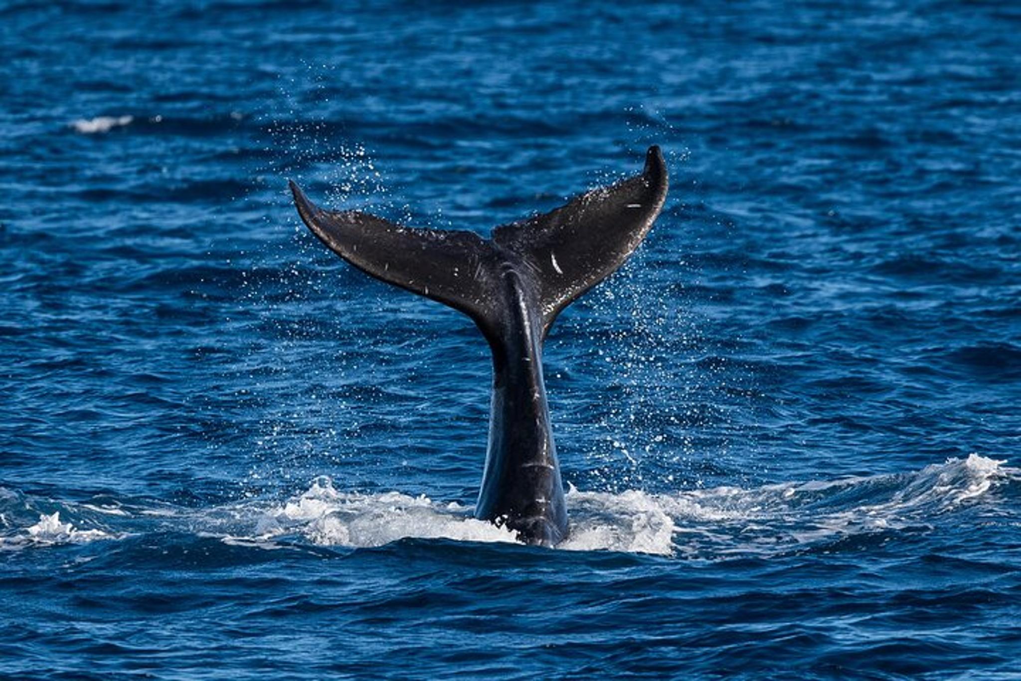 Waikīkī Whale Watching Exploration - Image 2