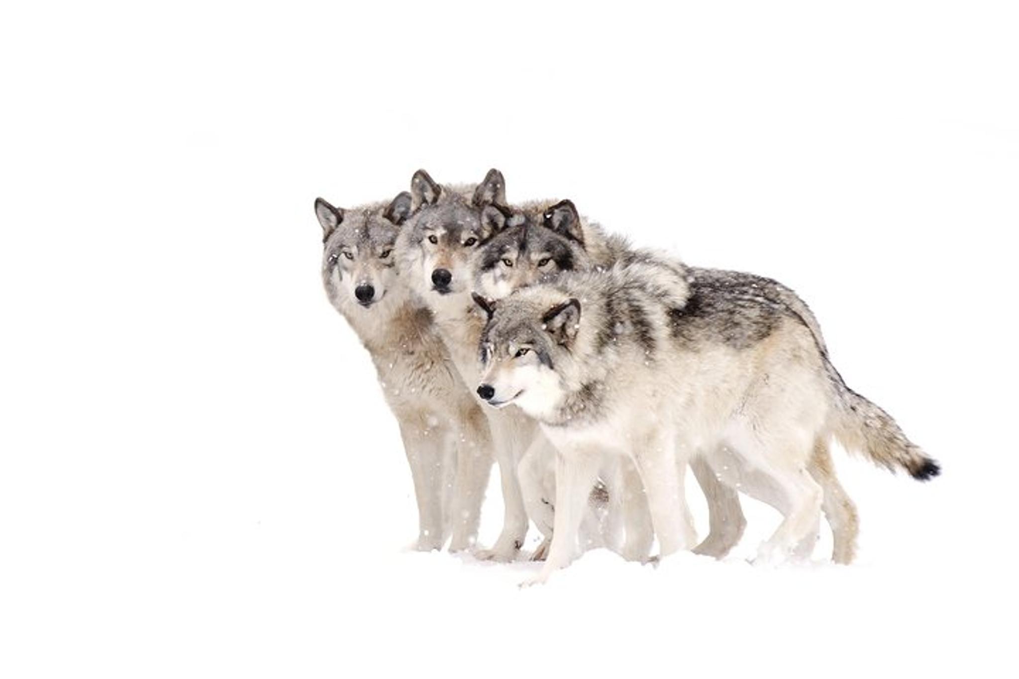 Yellowstone Wolves and Winter Adventure 4 Days - Image 2
