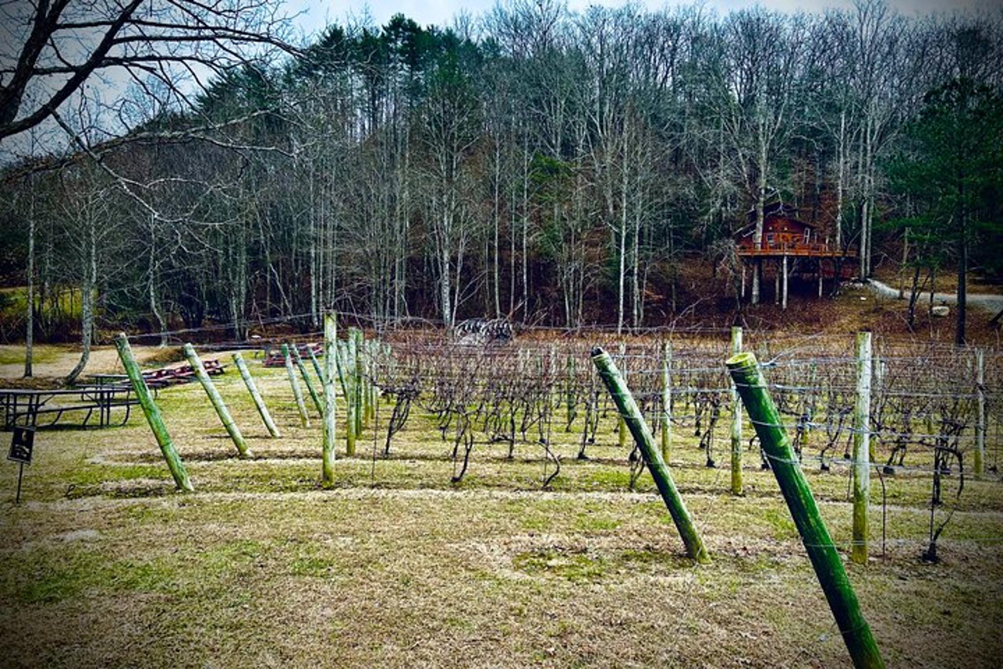 Atlanta Hike and Wine Tasting Tour - Image 4