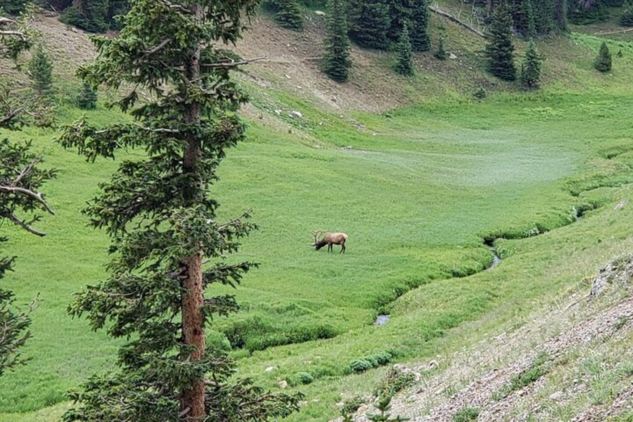 Rocky Mountain National Park to Grand Lake Tour - Image 2