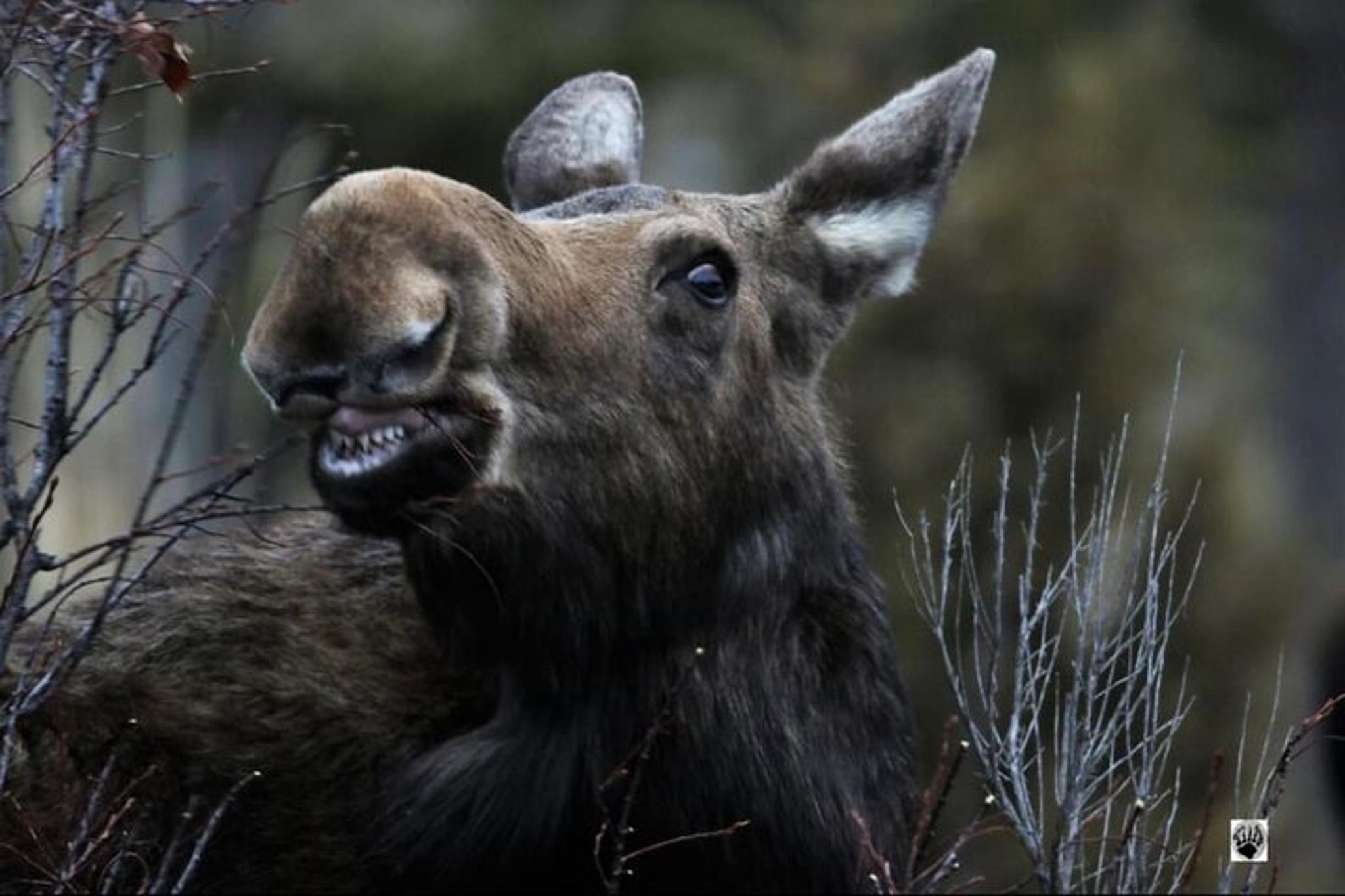 West Yellowstone Private Day Trips - Image 4