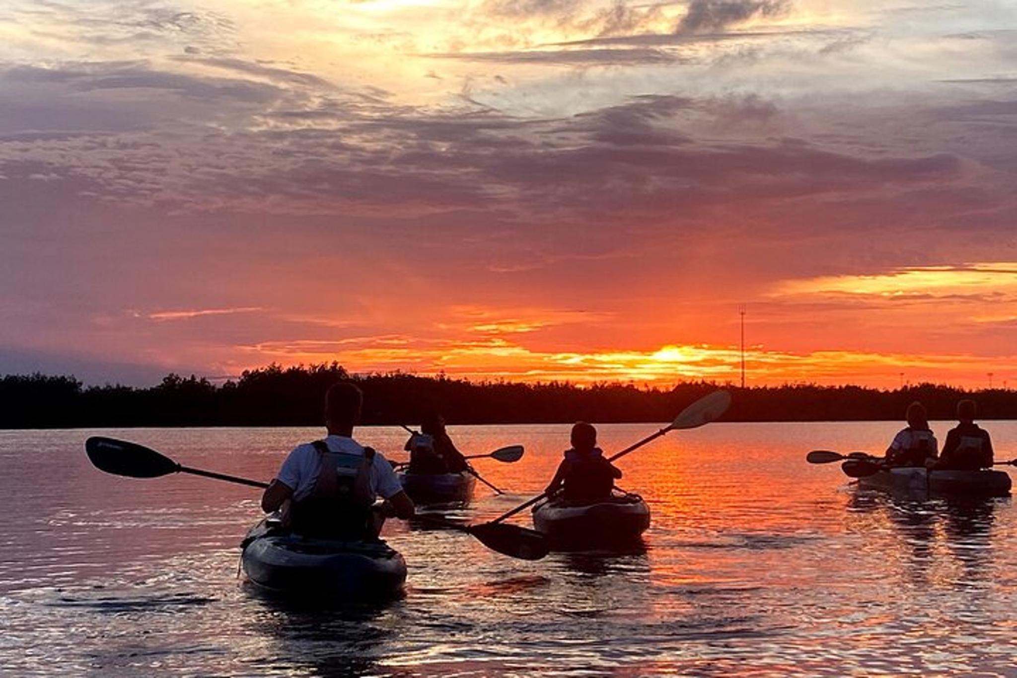 Cocoa Mangrove Tunnel and Bio Comb Jelly Tour at Sunset - Image 6