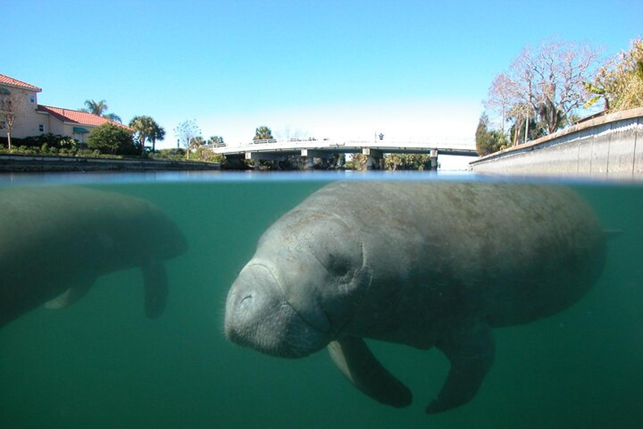 Crystal River Swim and Snorkel with Manatees - Image 4
