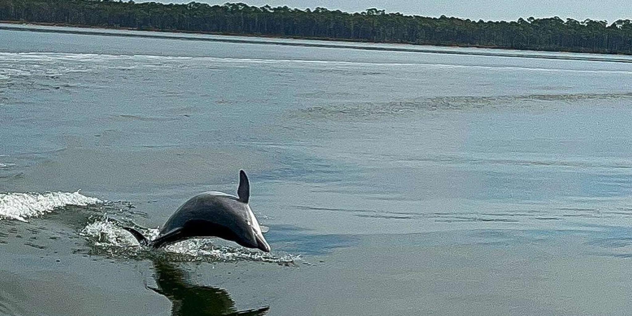 Orange Beach Dolphin-Watching Eco-Boat Tour 1.5 hr - Image 3
