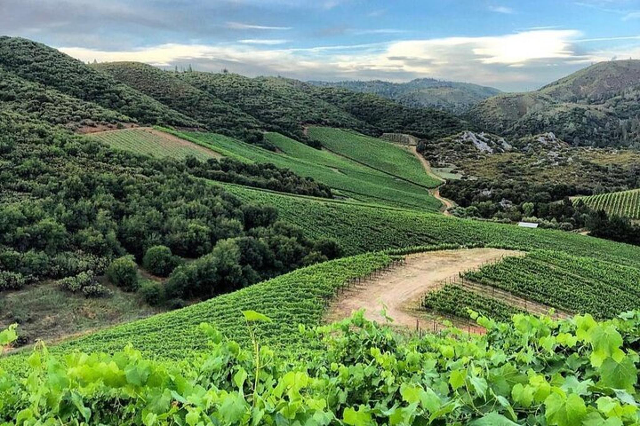 Napa Valley Wine Tour with Local Sommelière - Image 6
