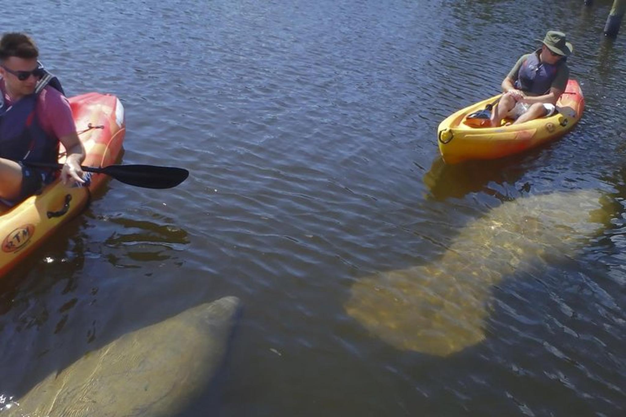 Fort Myers Kayak Eco Tour - Image 3
