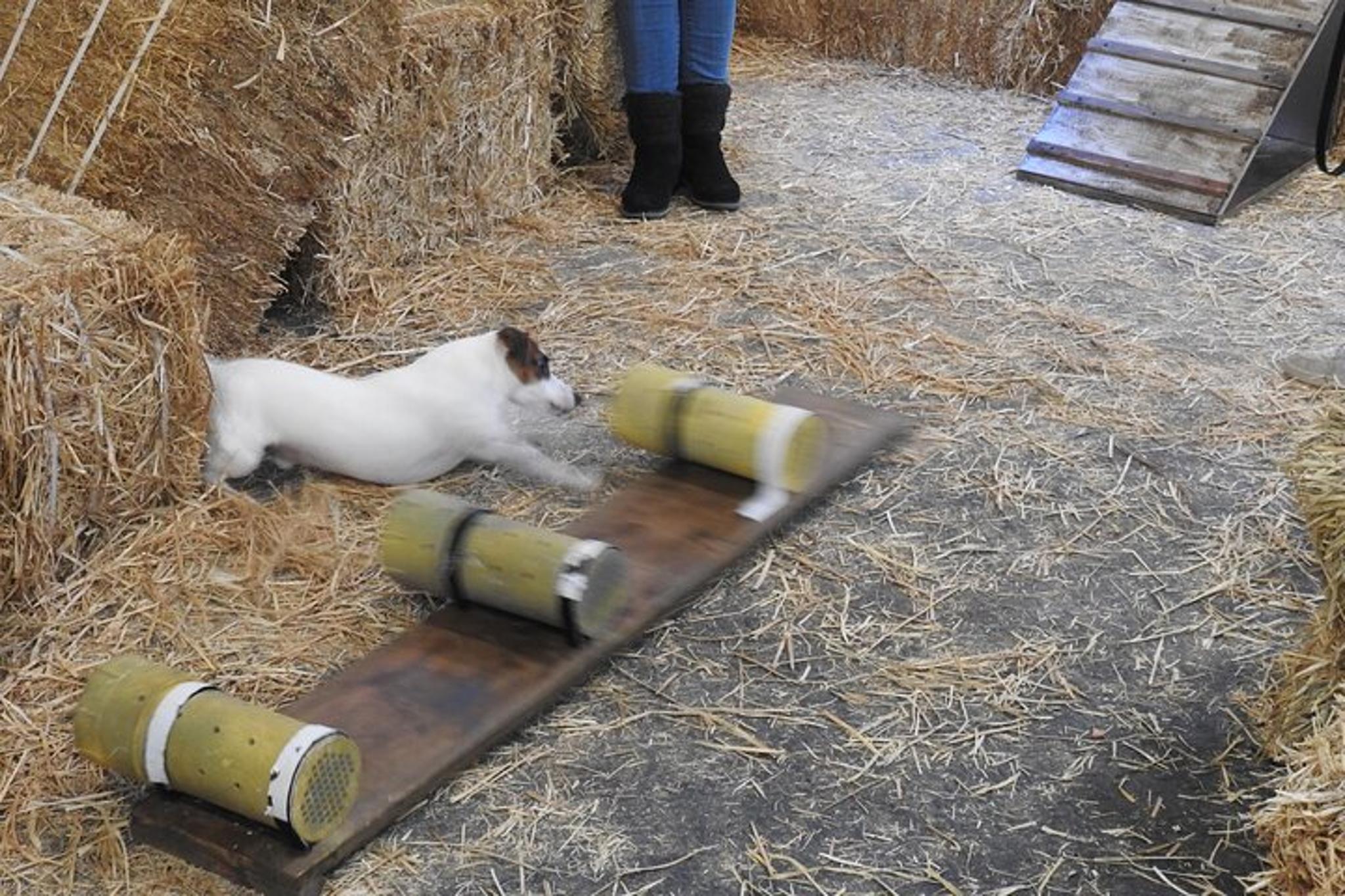 New York City Dog Hide & Seek in Barn 60 min - Image 5