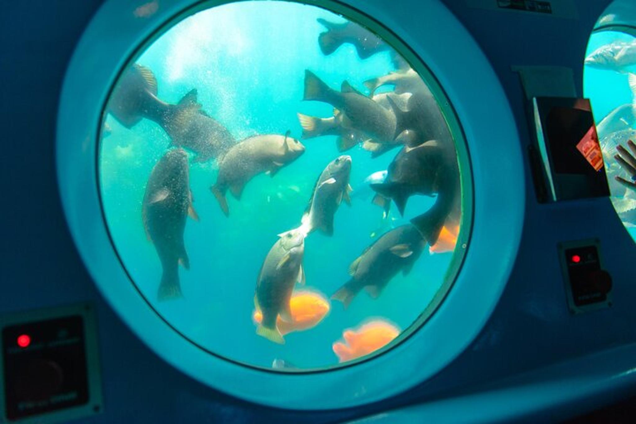 Avalon Semi-Submarine Tour on Catalina Island - Image 3