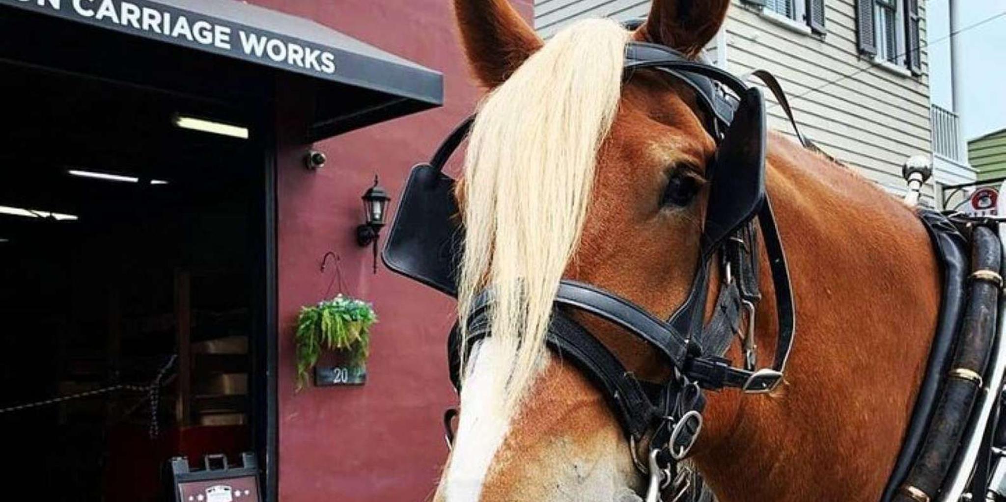 Charleston Historic Horse and Carriage Tour - Image 2