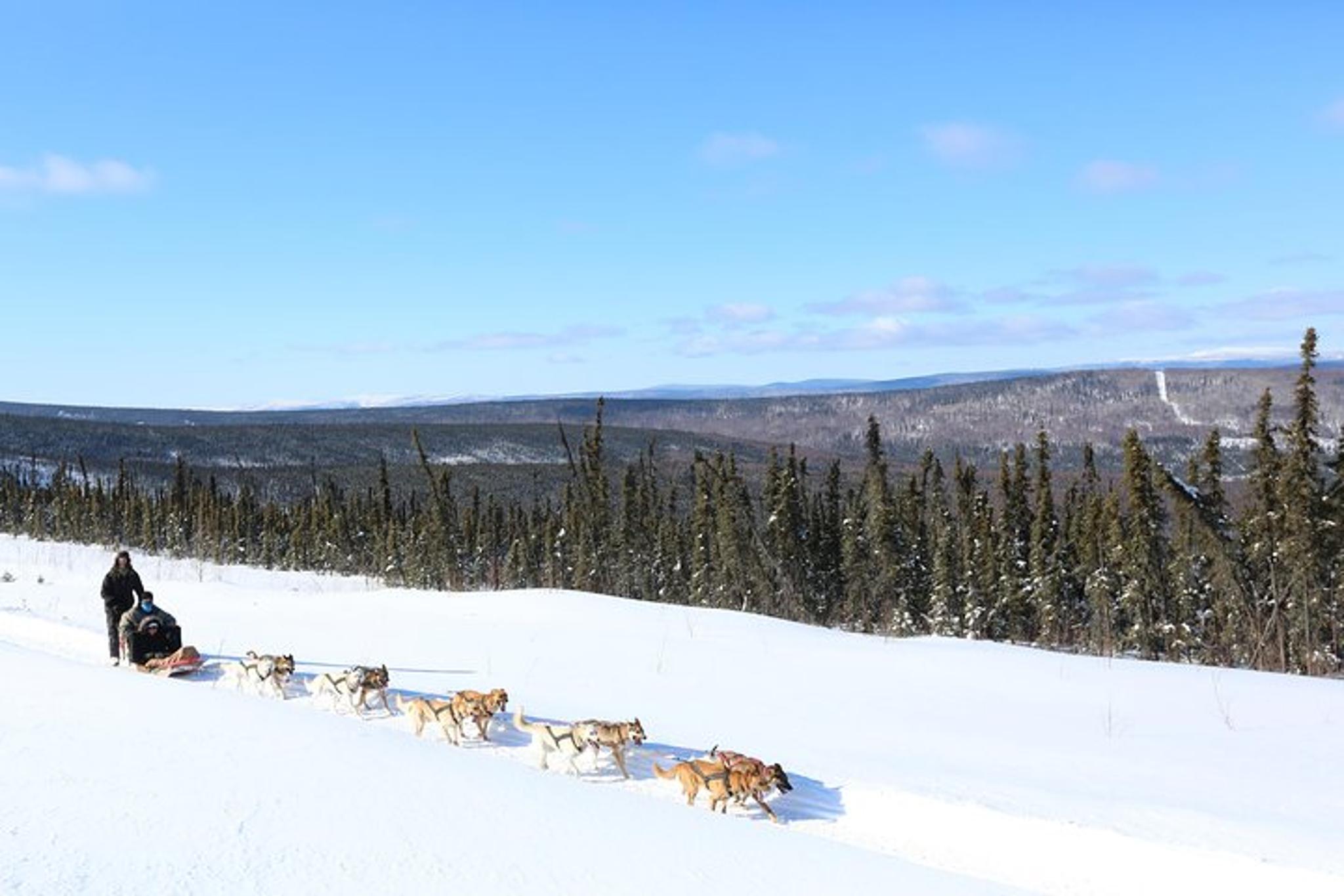Fairbanks Dog Sledding Tour 30 Min