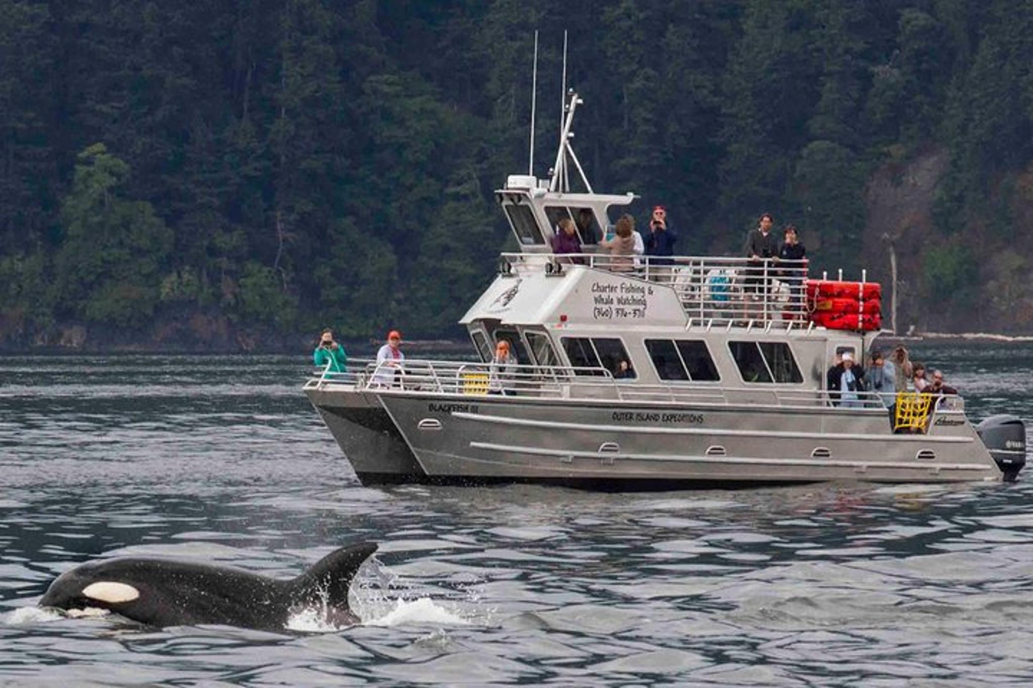 Orcas Island Whale Watching Tour - Image 2