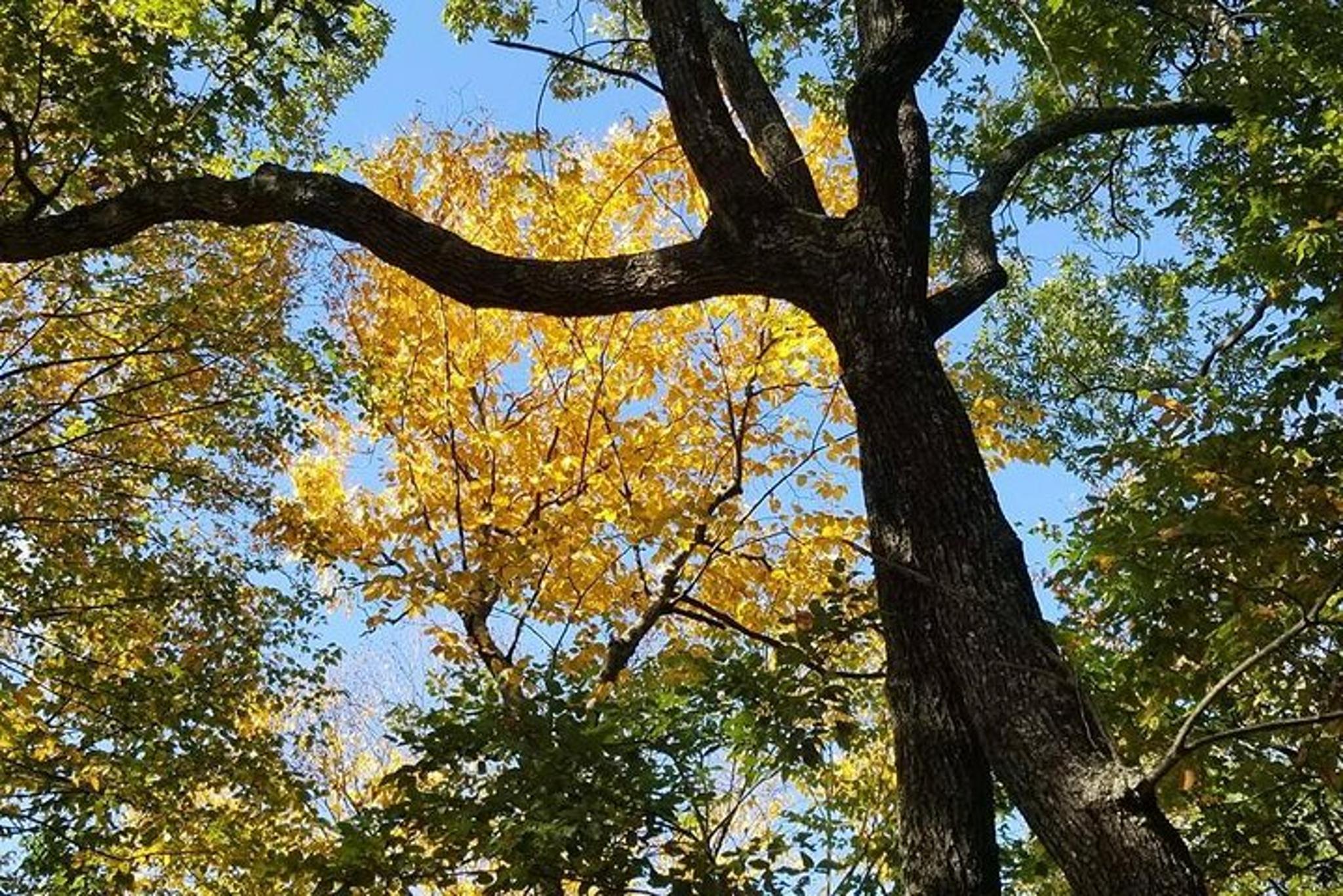 Pigeon Forge Fall Foliage Tour - Image 6