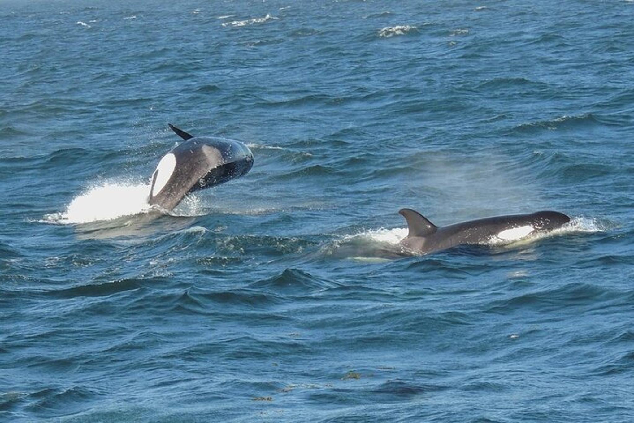 Anacortes Whale Watching Tour - Image 3