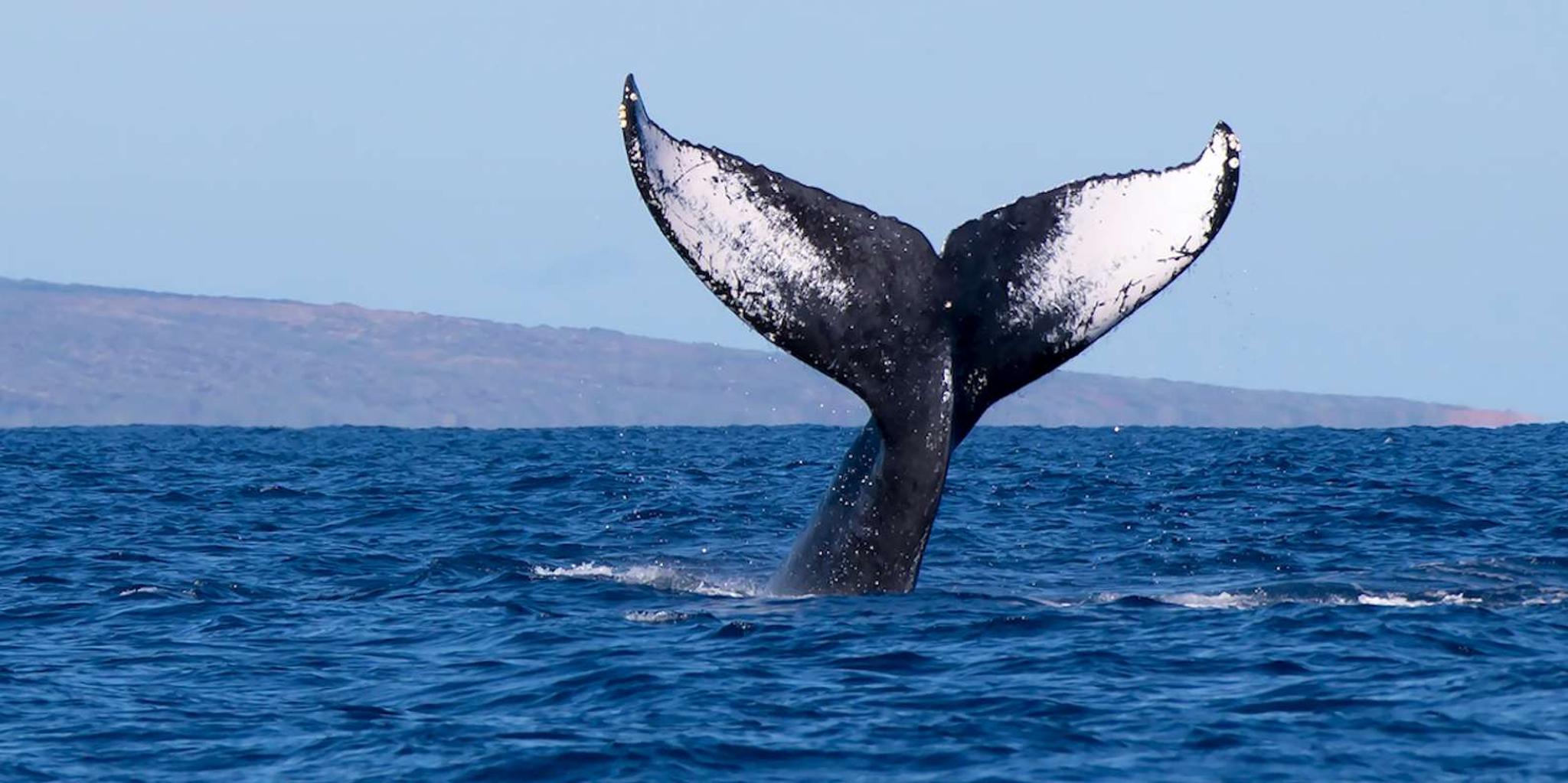 Big Island Whale Watching Tour - Image 2