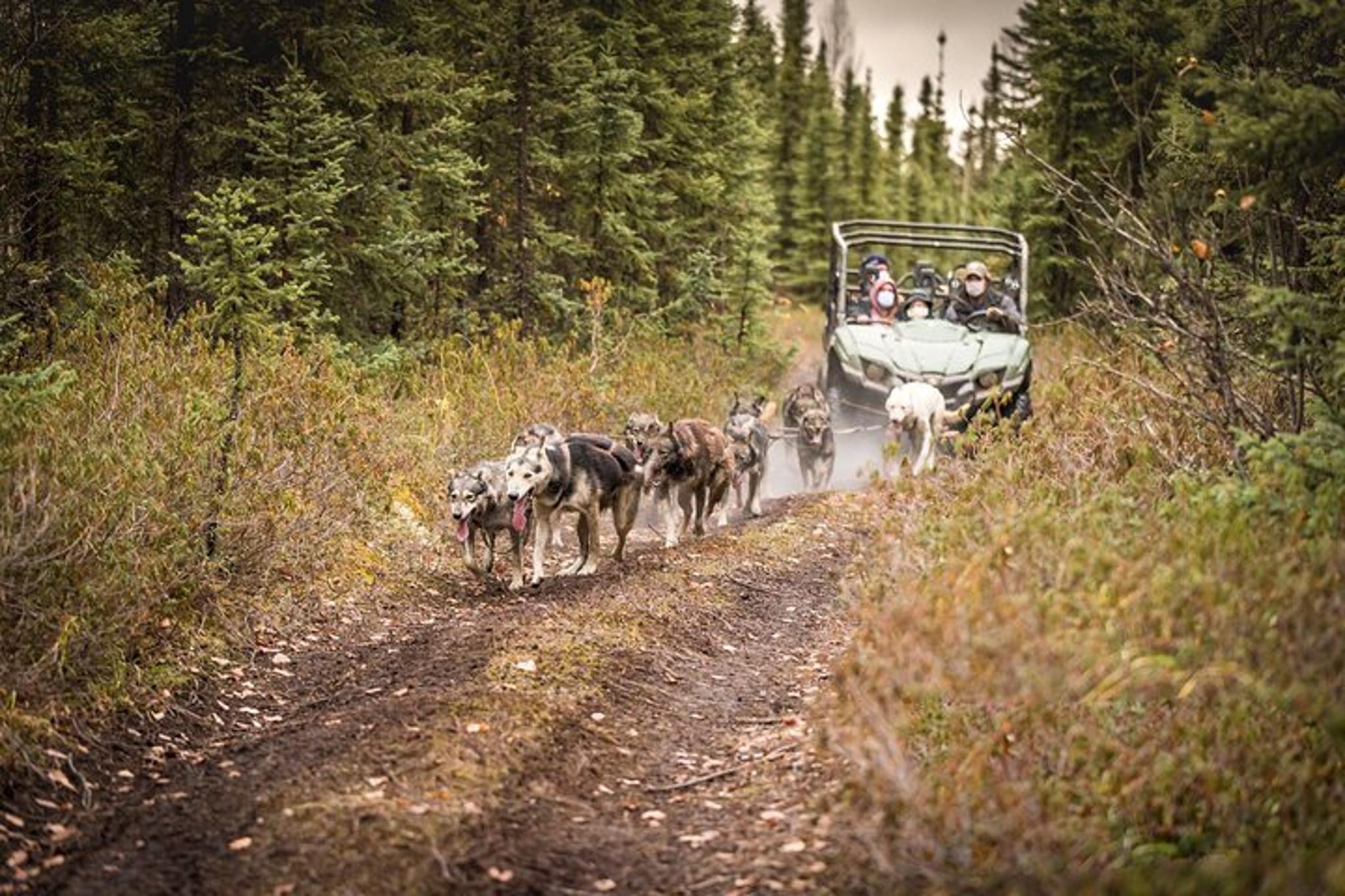 Fairbanks Sled Dog Mushing Cart Ride - Image 3