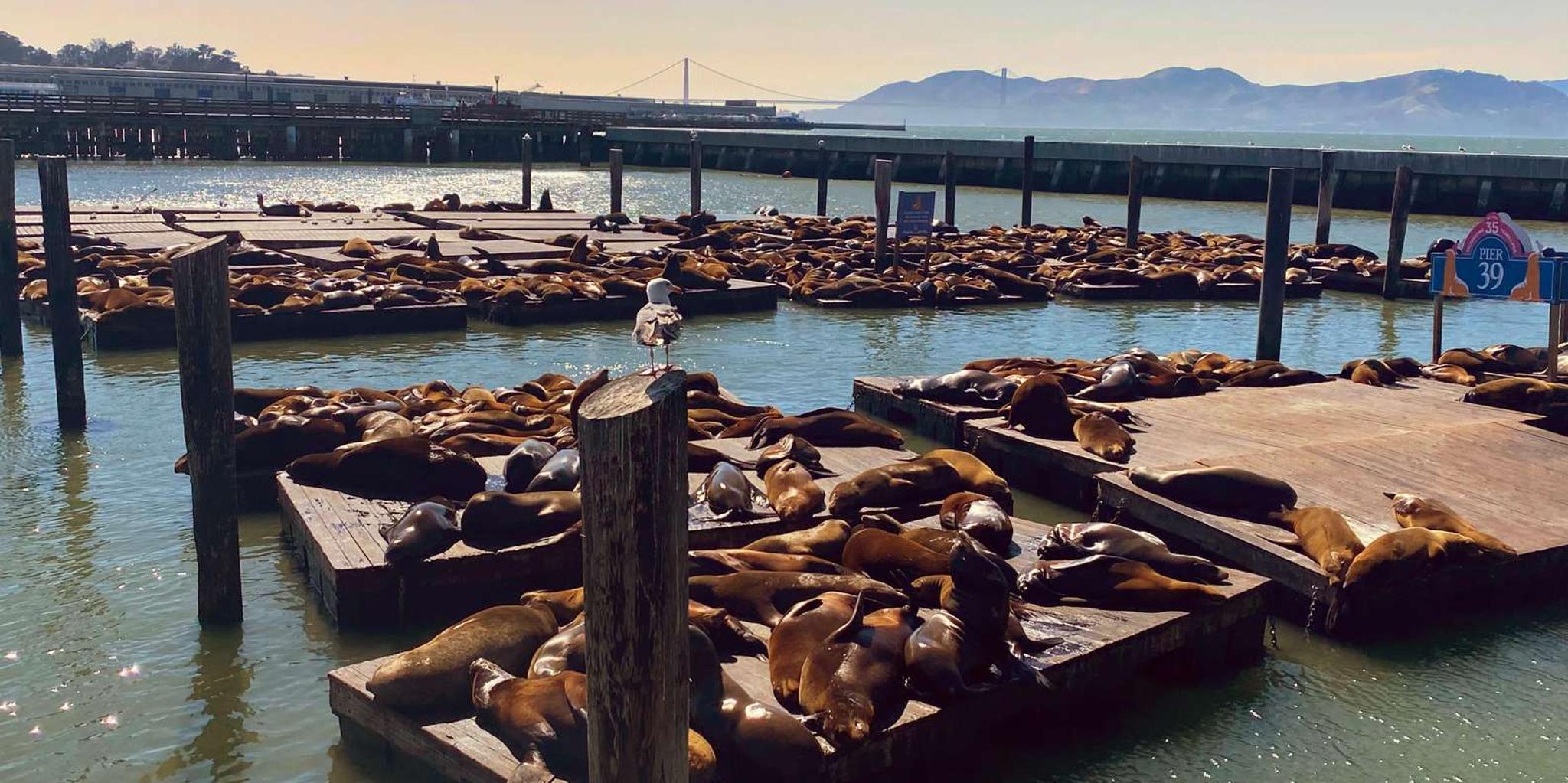 San Francisco Private Custom Tour - Image 3