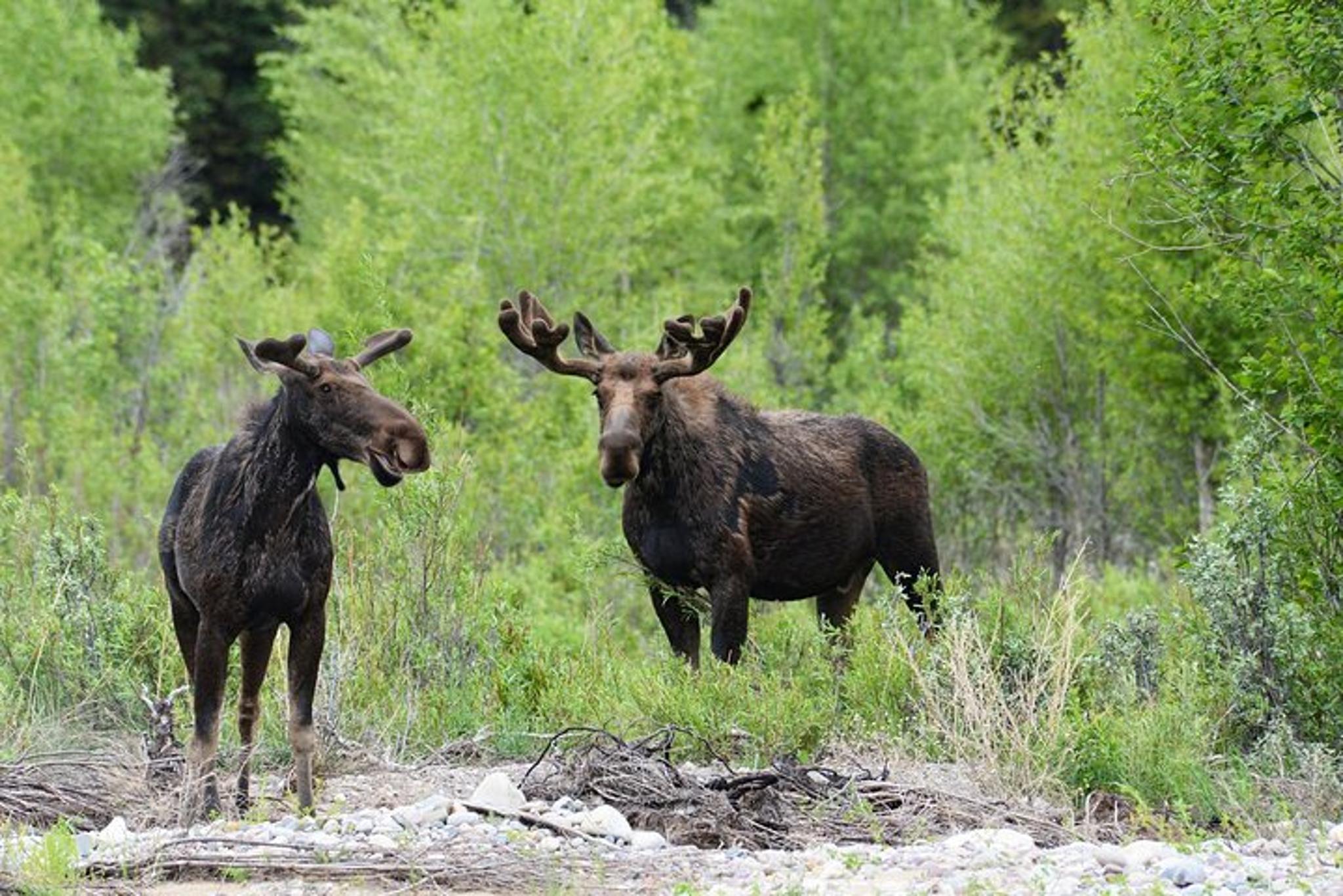 Grand Teton National Park Private Tour - Image 4