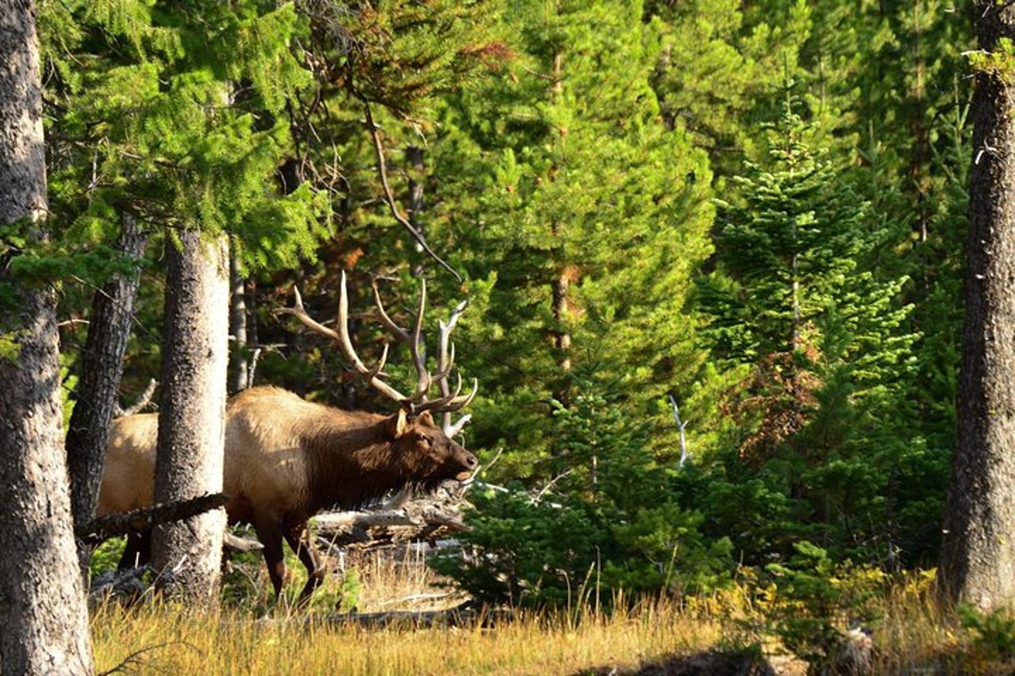 Yellowstone Wildlife Sightseeing Tour