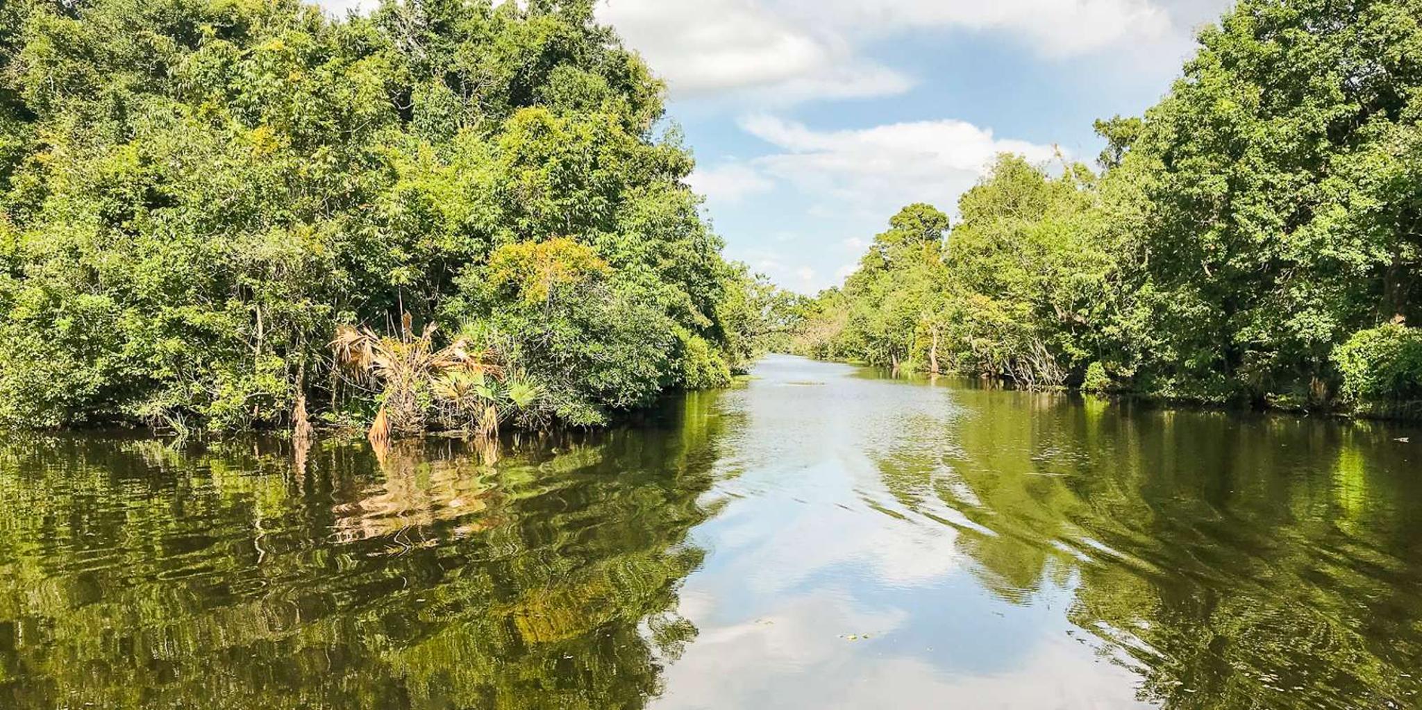 New Orleans Manchac Bayou Swamp Cruise - Image 5