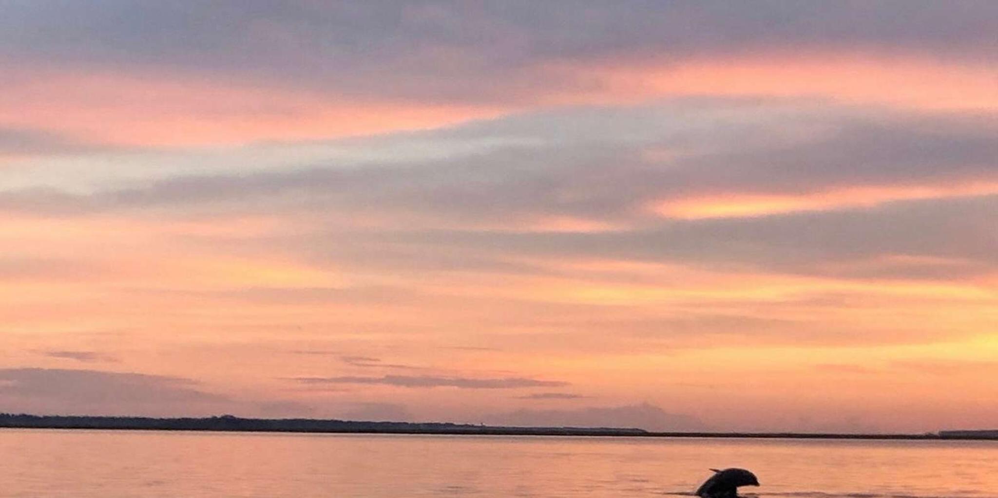 Hilton Head Dolphin Tour at Sunrise - Image 5