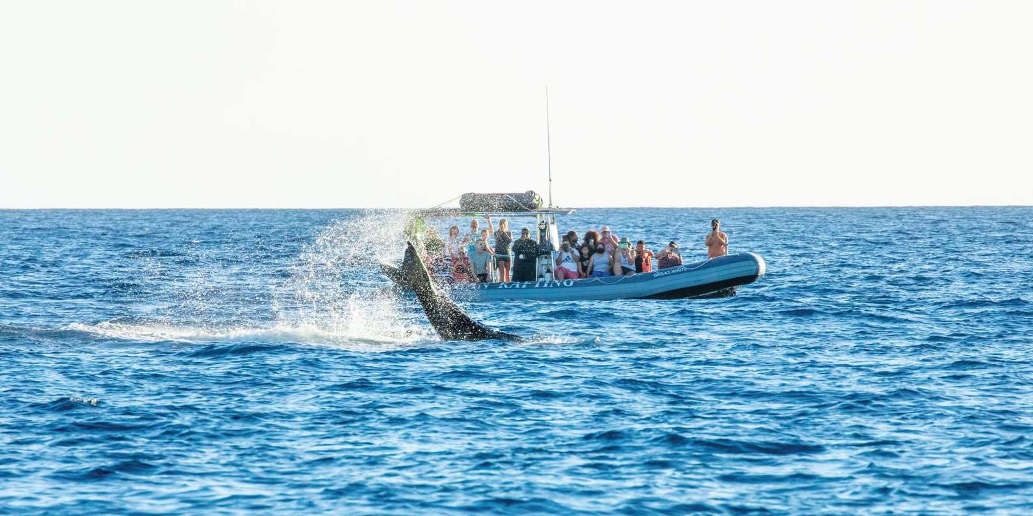 Maui Whale Watching Eco Raft Tour - Image 5