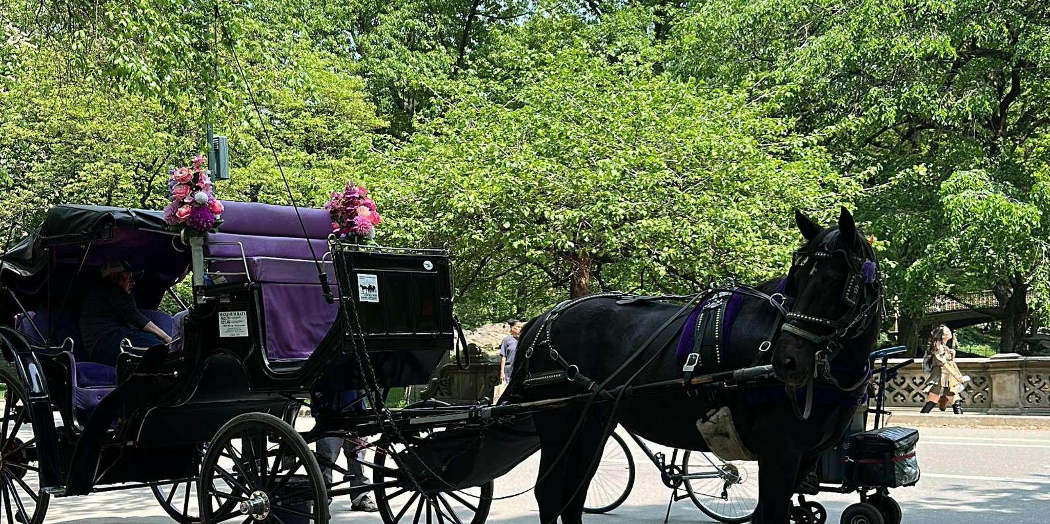 New York City Central Park Horse Carriage Ride