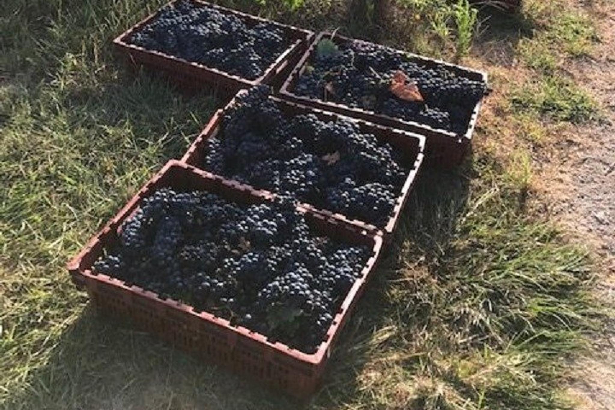 North Texas Wineries and Vineyards Tour - Image 6