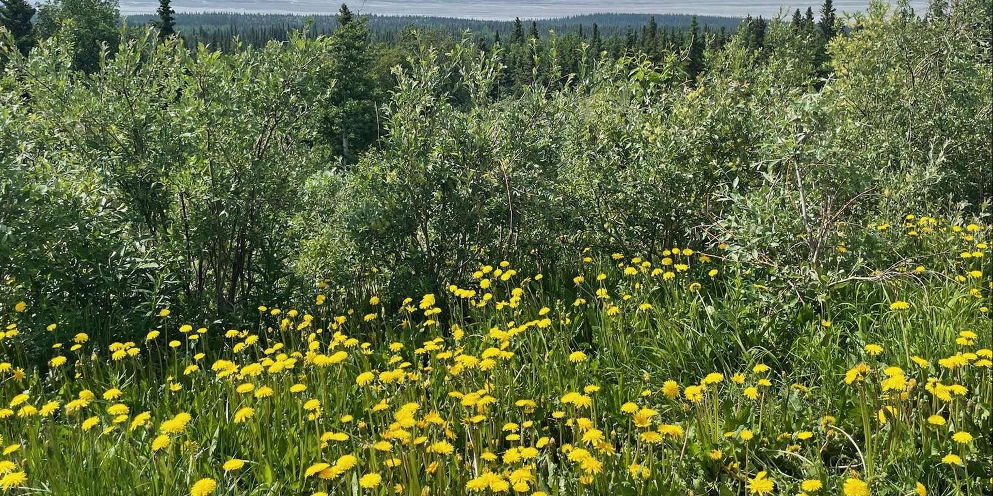 Whittier to Anchorage Scenic Transfer - Image 2