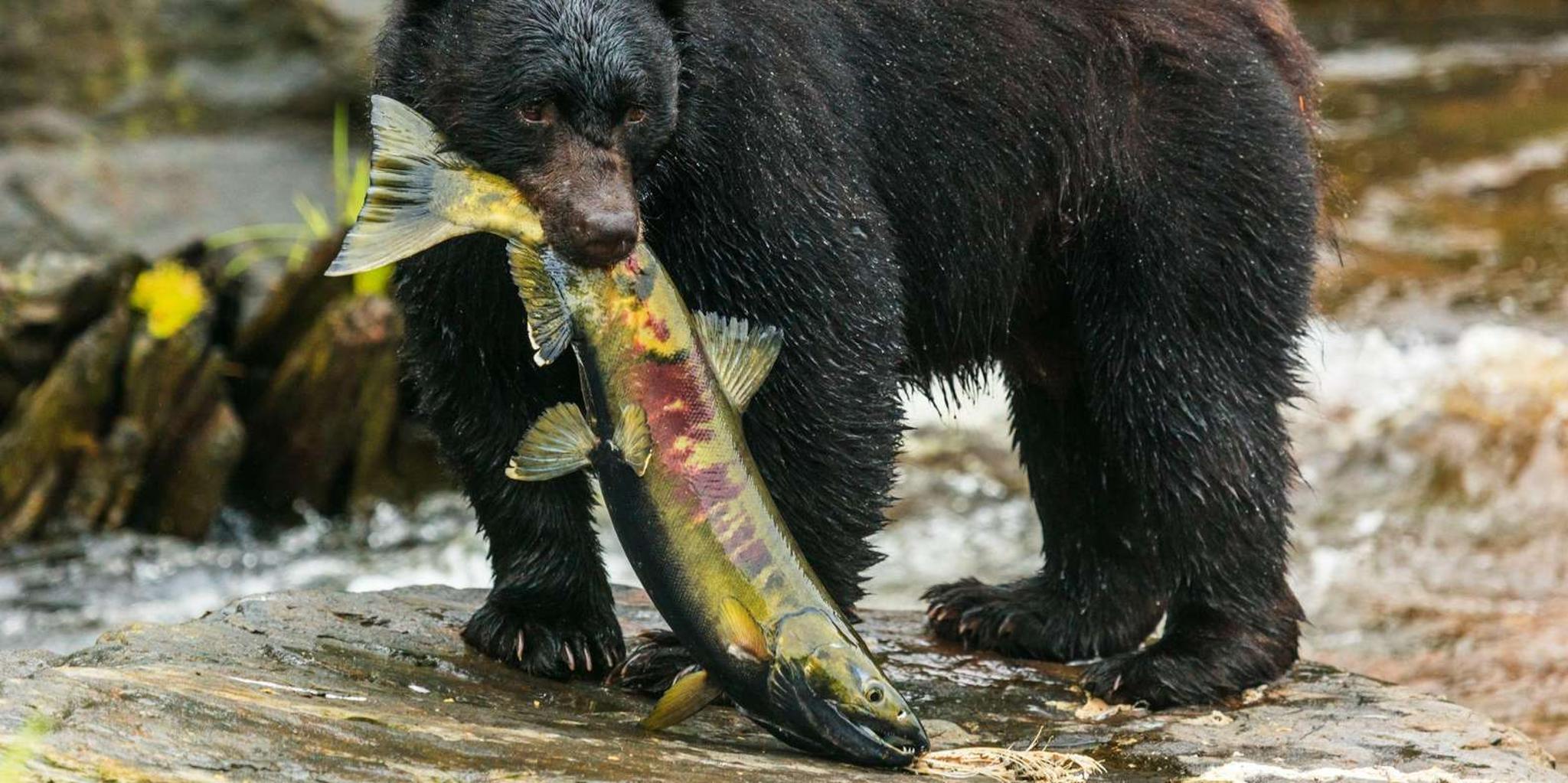 Ketchikan Black Bear Viewing Tour by Land & Sea 5 hr - Image 3