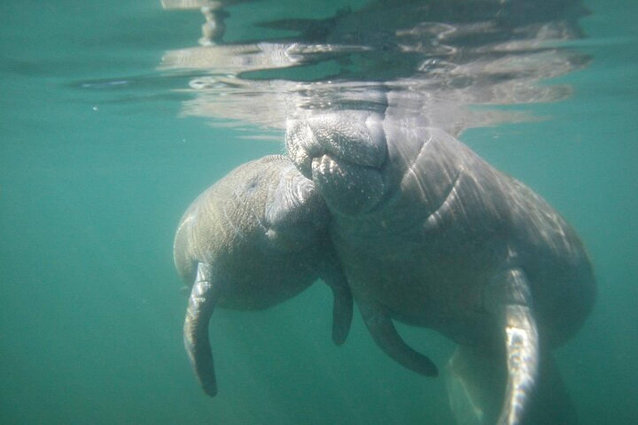 Crystal River Swim and Snorkel with Manatees - Image 6