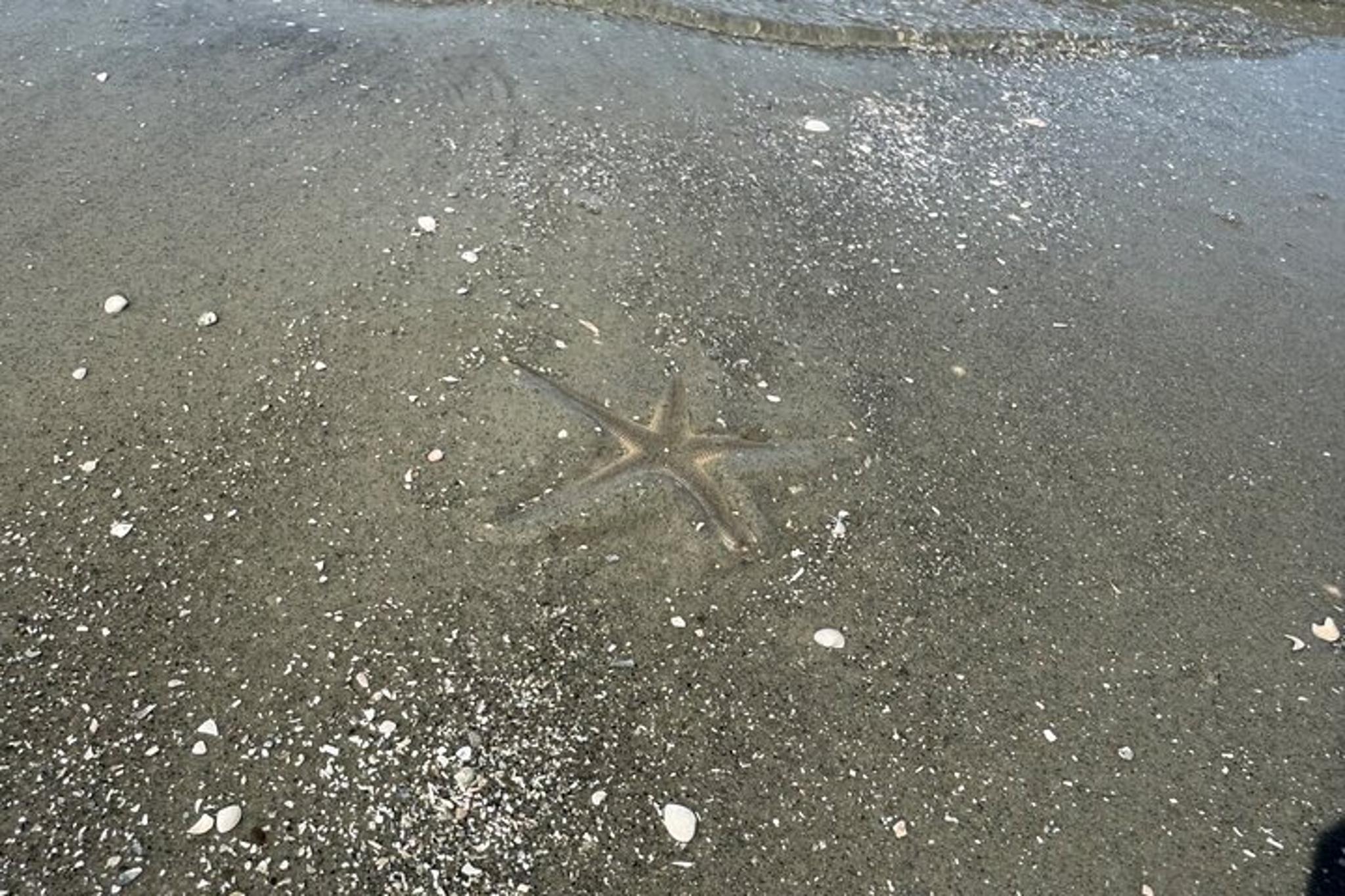 Hilton Head Dolphin Tour with Disappearing Island Stop - Image 5