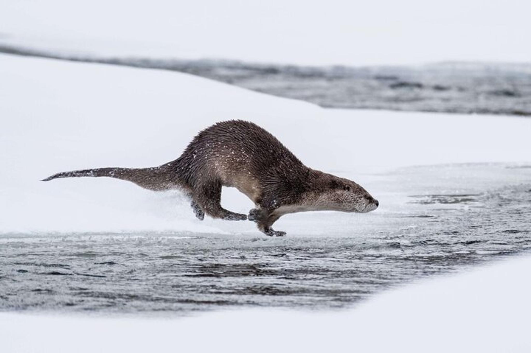 Yellowstone Winter Adventure - Image 4