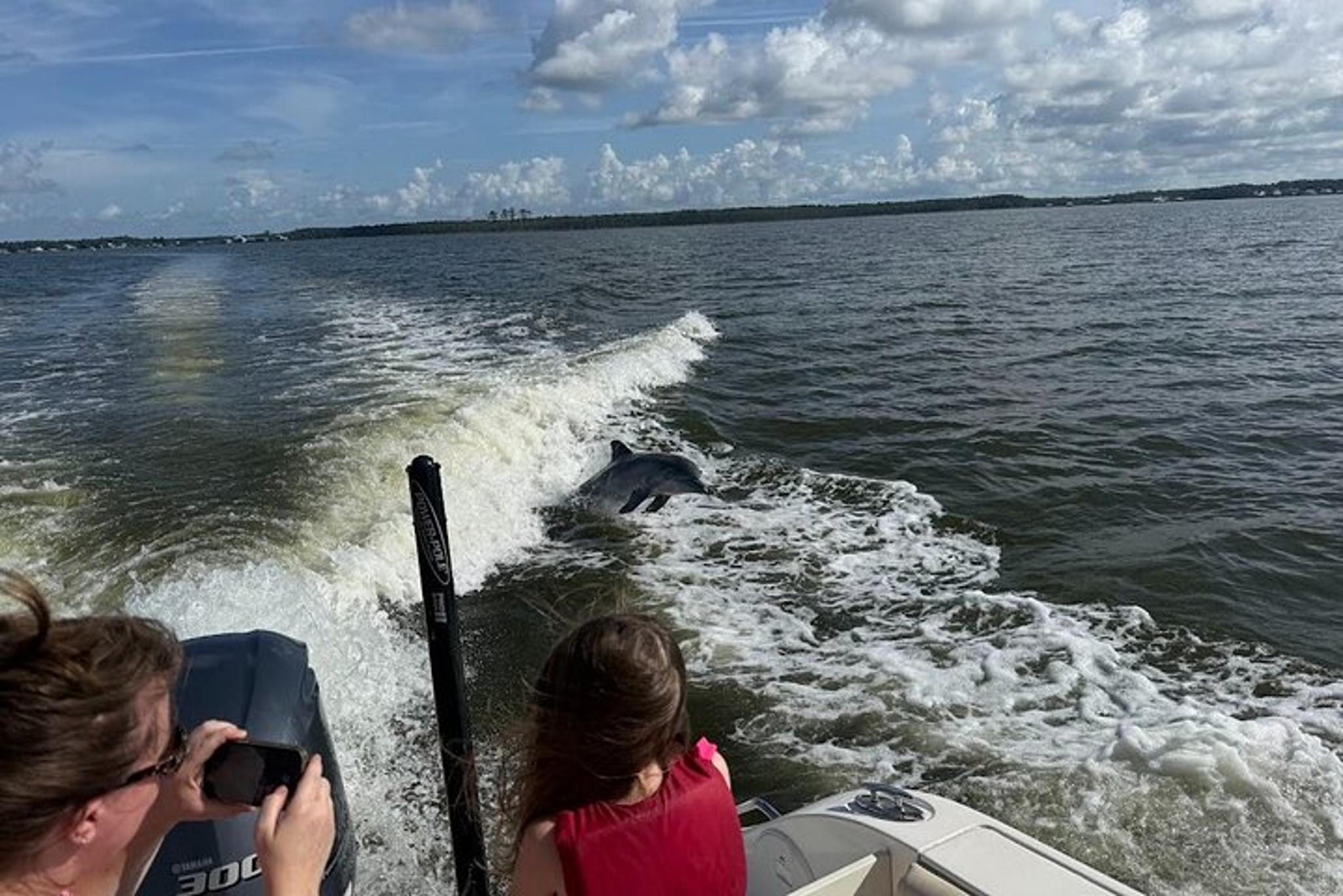 Orange Beach Dolphin Sightseeing Excursion 1 hr - Image 5