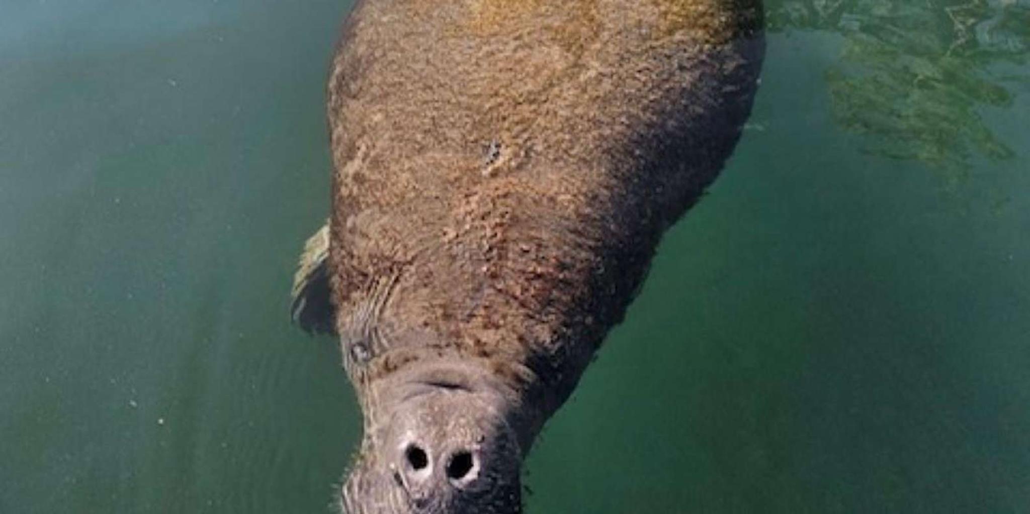 Crystal River Manatee Watching Cruise 1.5 hr
