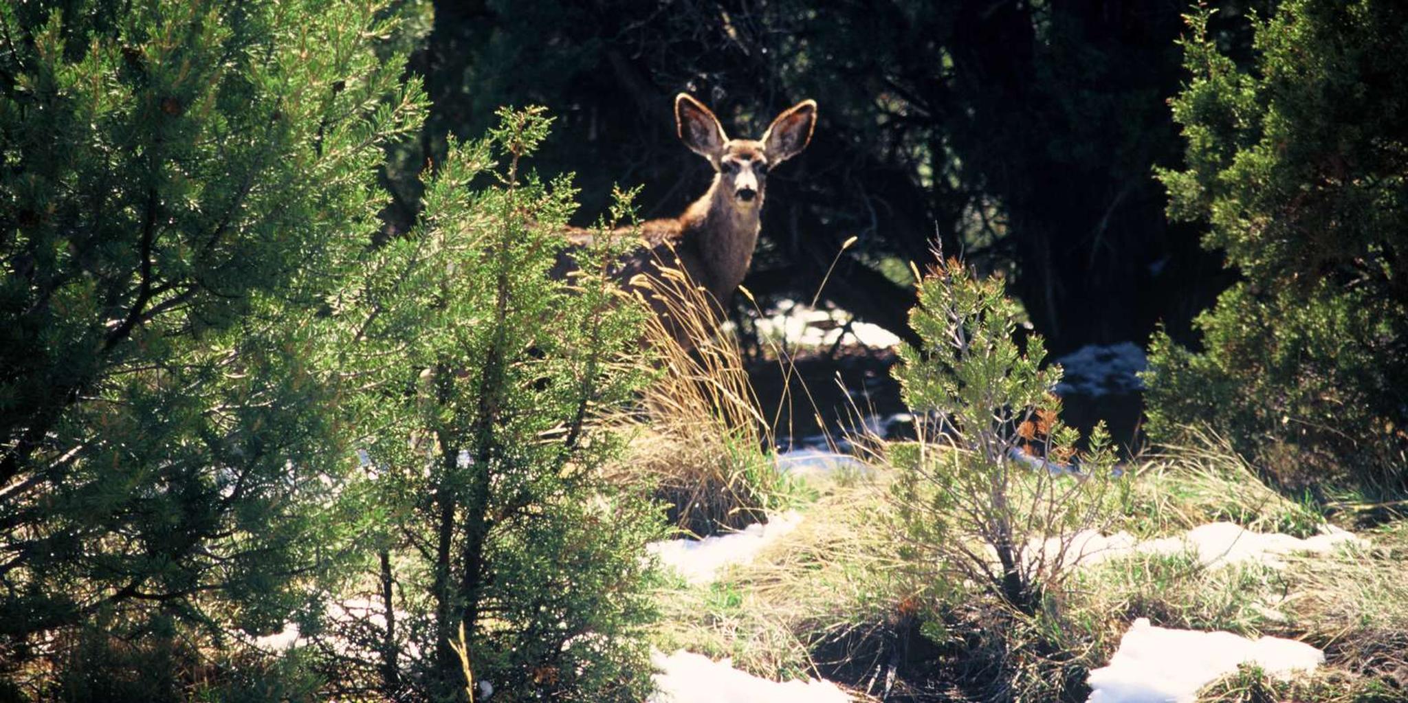 Sedona Jeep Tour Gambler Trail 2 hr - Image 3