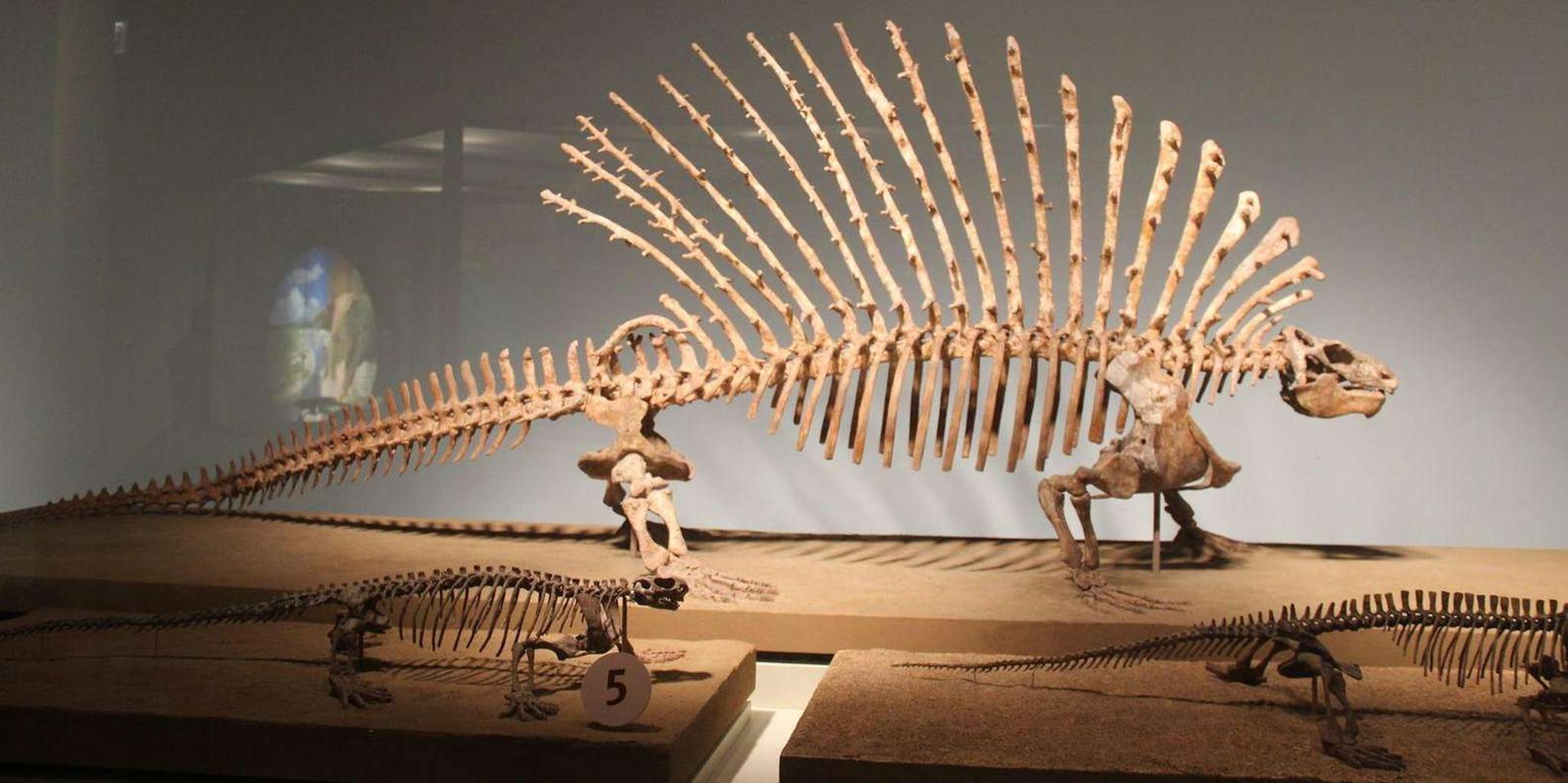 Chicago Field Museum Digital Tour - Image 3