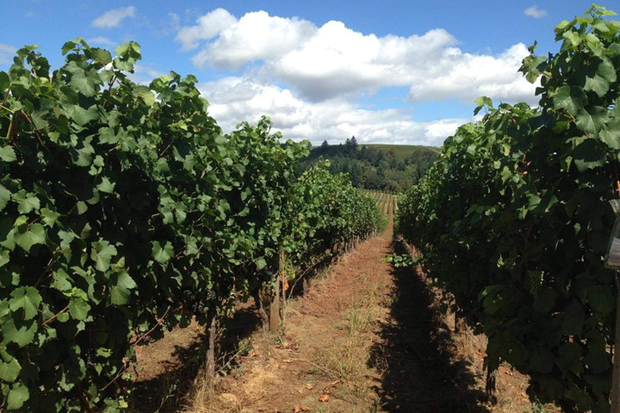 Portland Wine Tasting Tour in Willamette Valley - Image 5