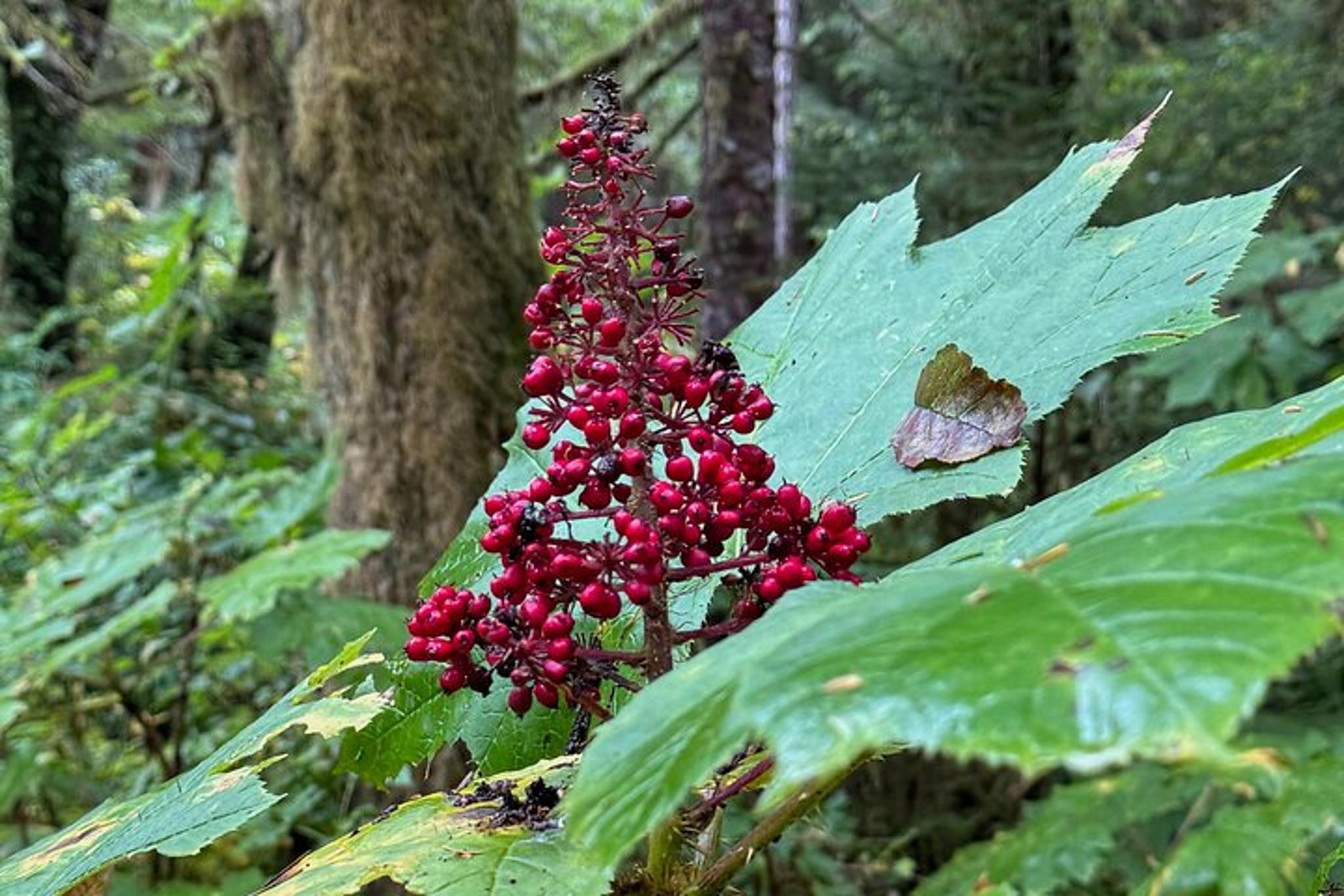 Ketchikan Rainforest Hiking Adventure - Image 5